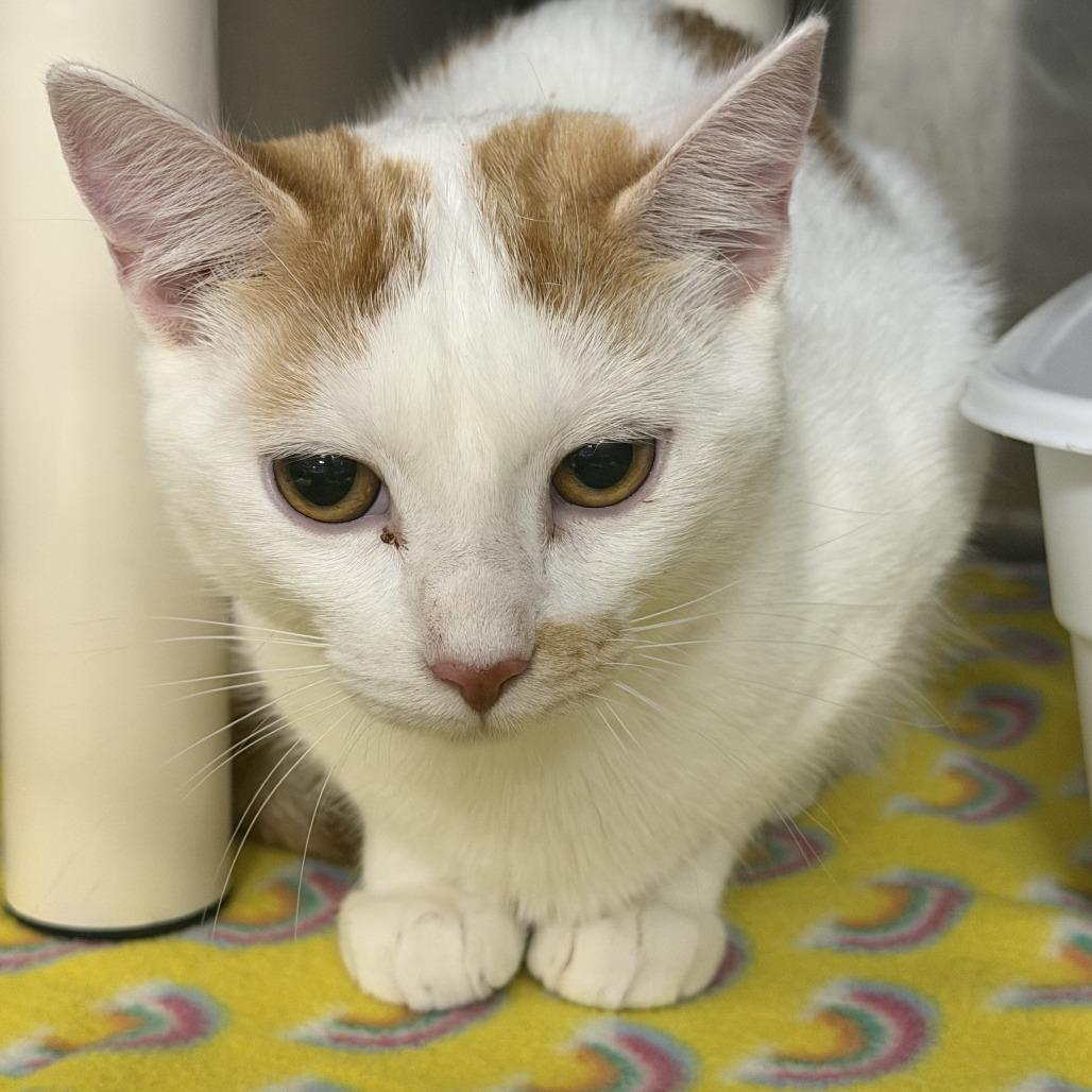 Antonia, Adoptable, Young Female Domestic Short Hair.