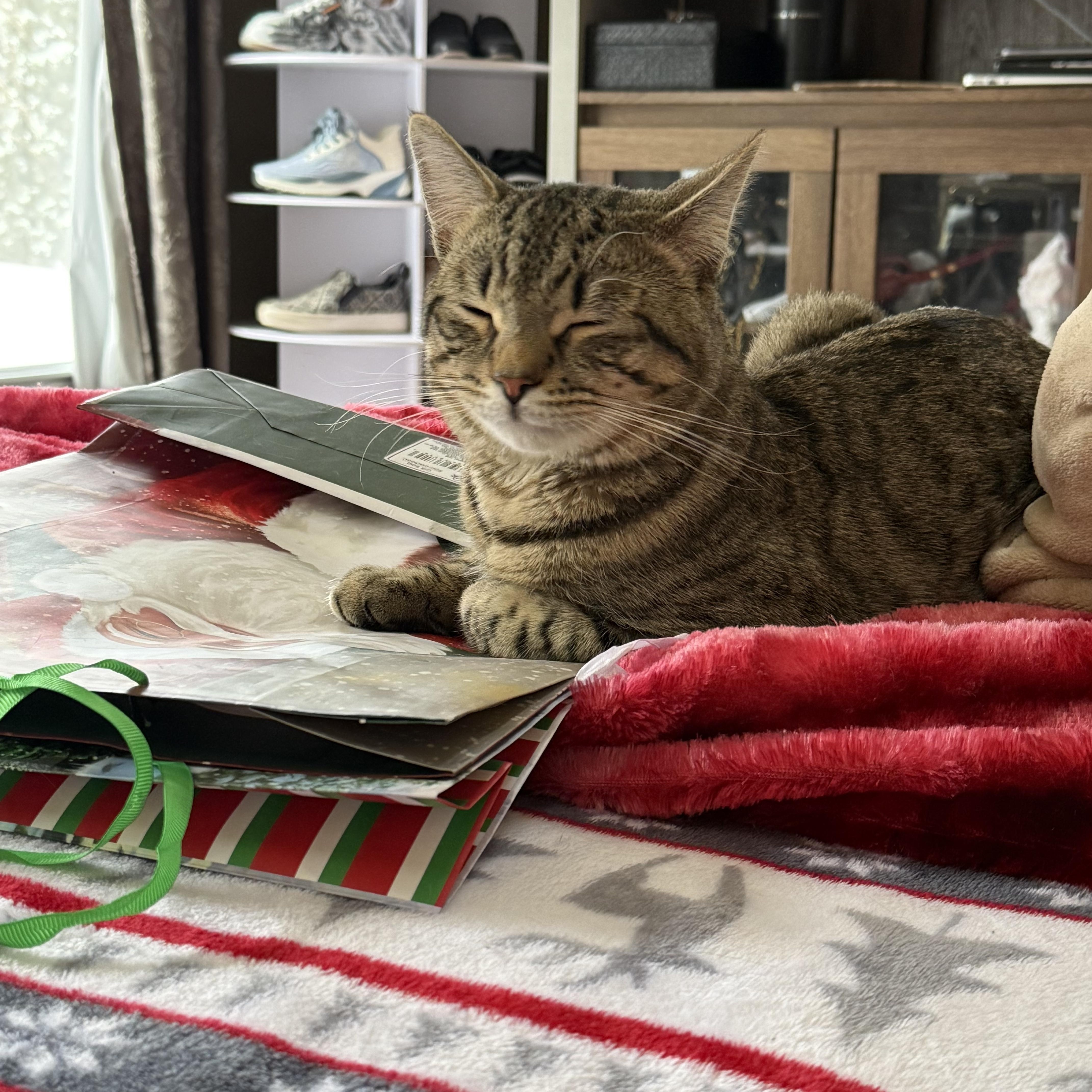 Enlarge Ramon, a ADOPTABLE Tabby in Wanaque, NJ image 3/6