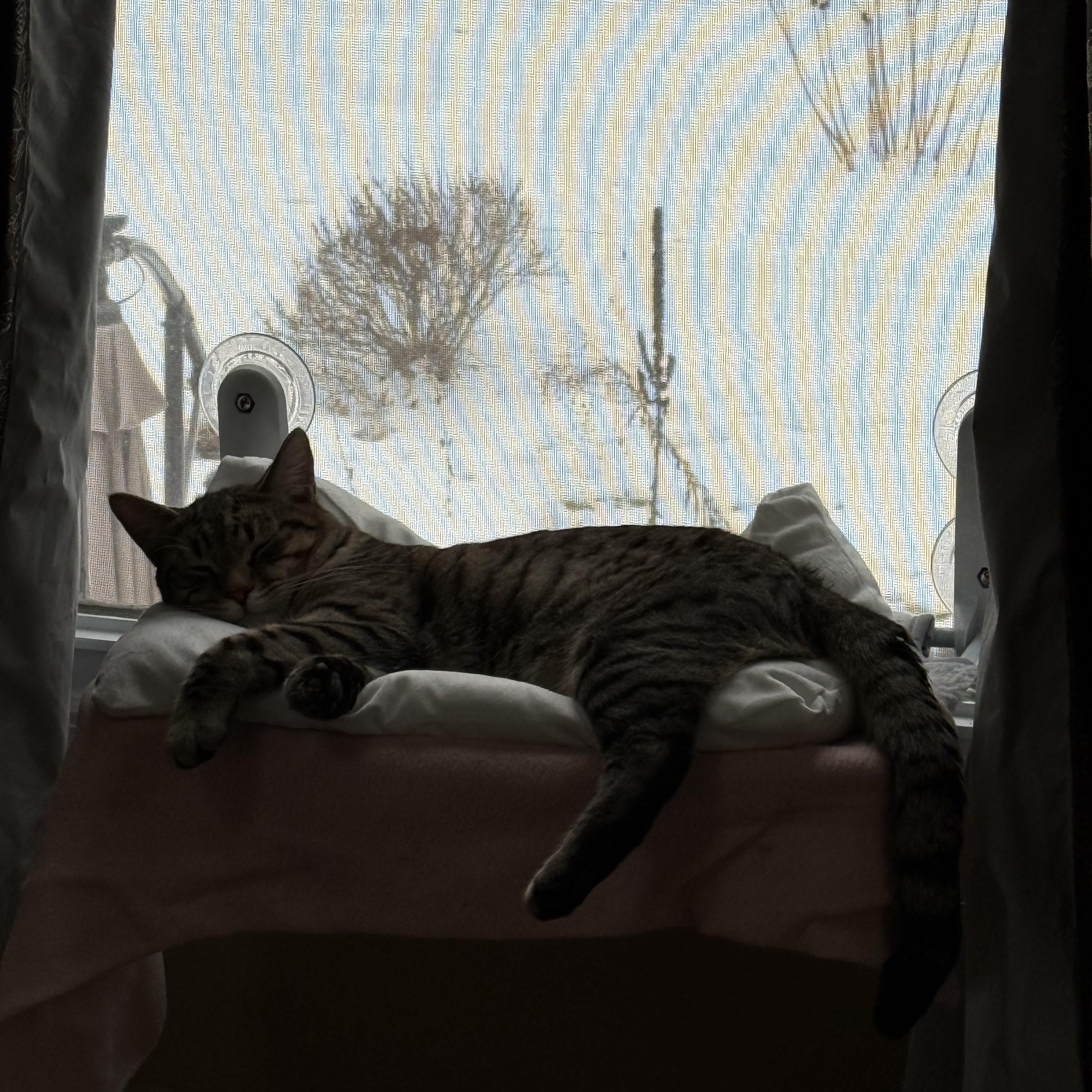 Enlarge Ramon, a ADOPTABLE Tabby in Wanaque, NJ image 4/6