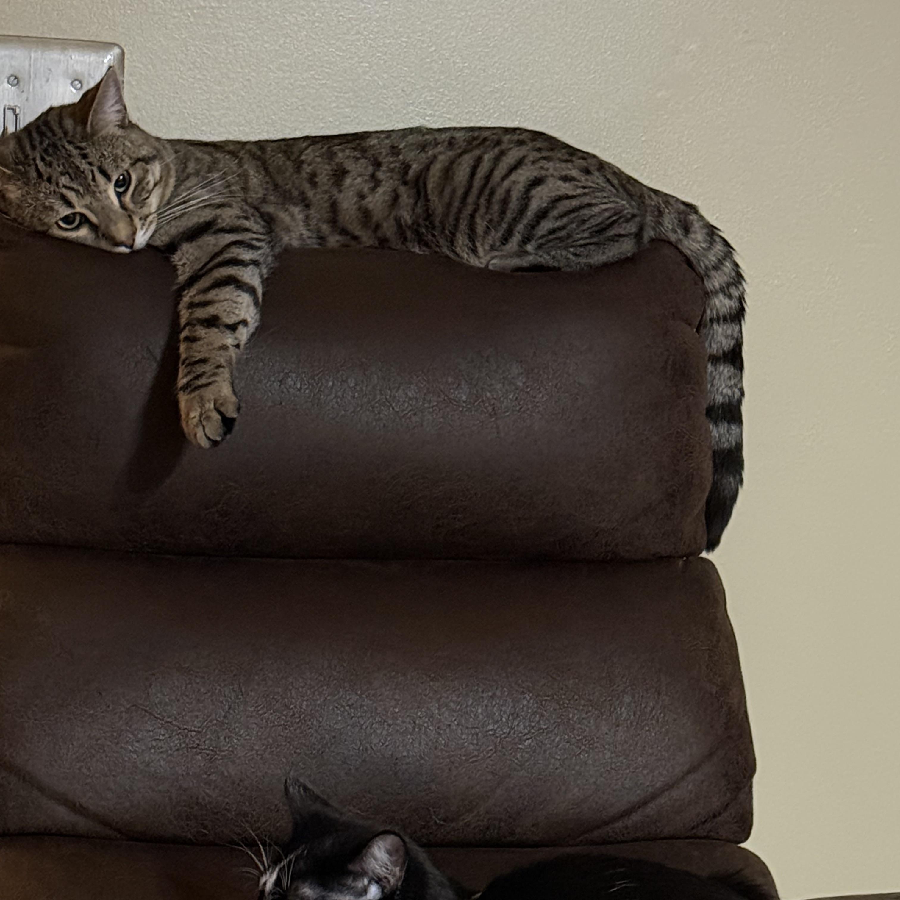 Enlarge Ramon, a ADOPTABLE Tabby in Wanaque, NJ image 2/6