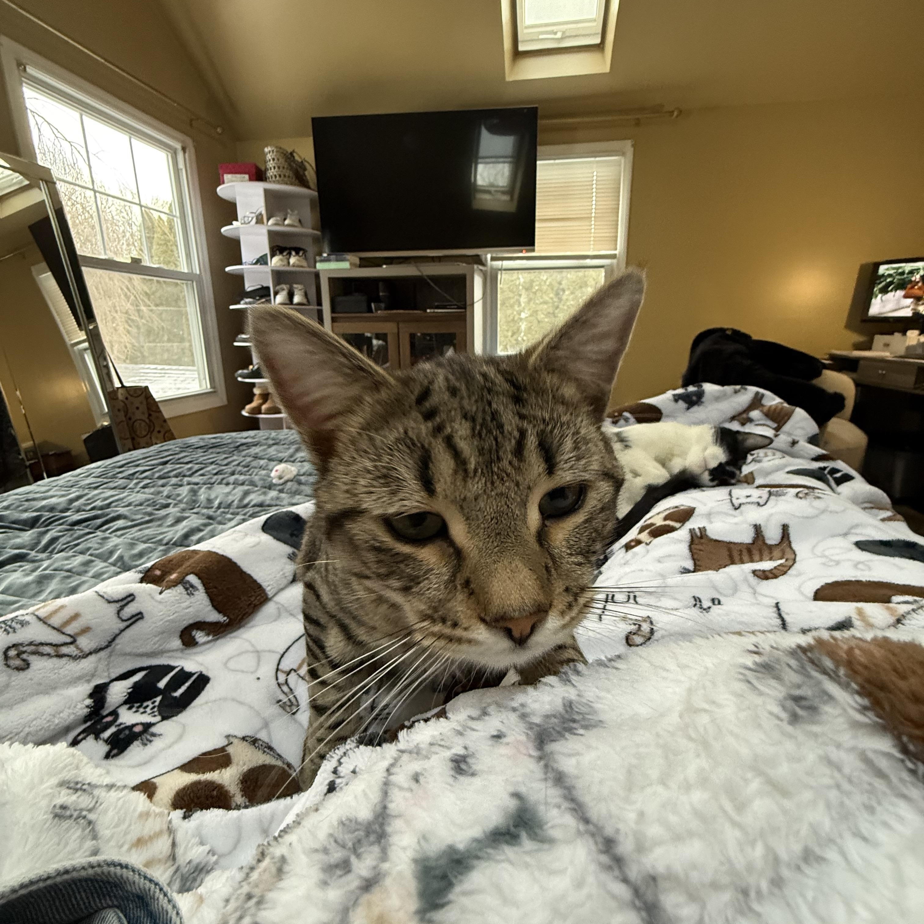 Enlarge Ramon, a ADOPTABLE Tabby in Wanaque, NJ image 5/6