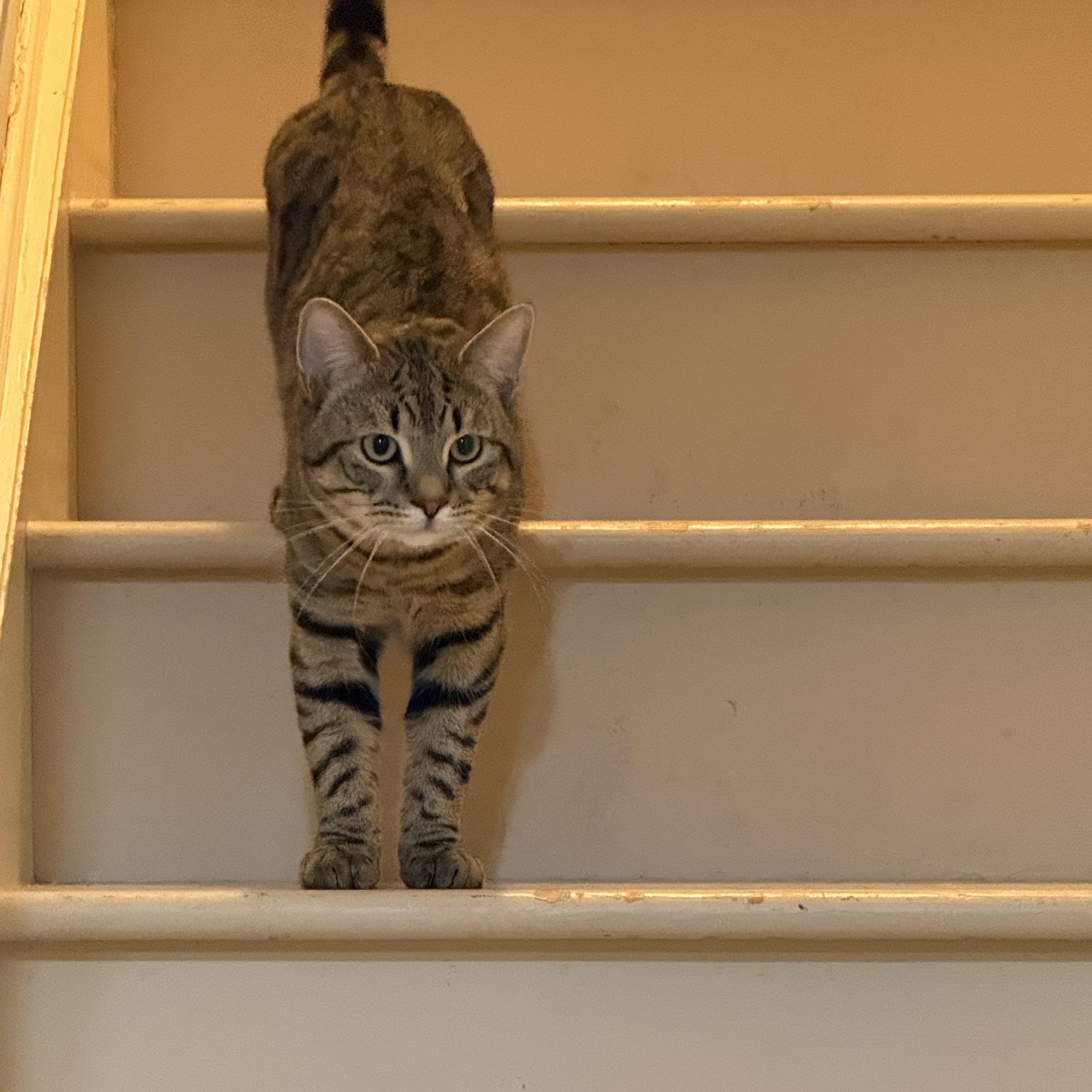 Enlarge Ramon, a ADOPTABLE Tabby in Wanaque, NJ image 1/6