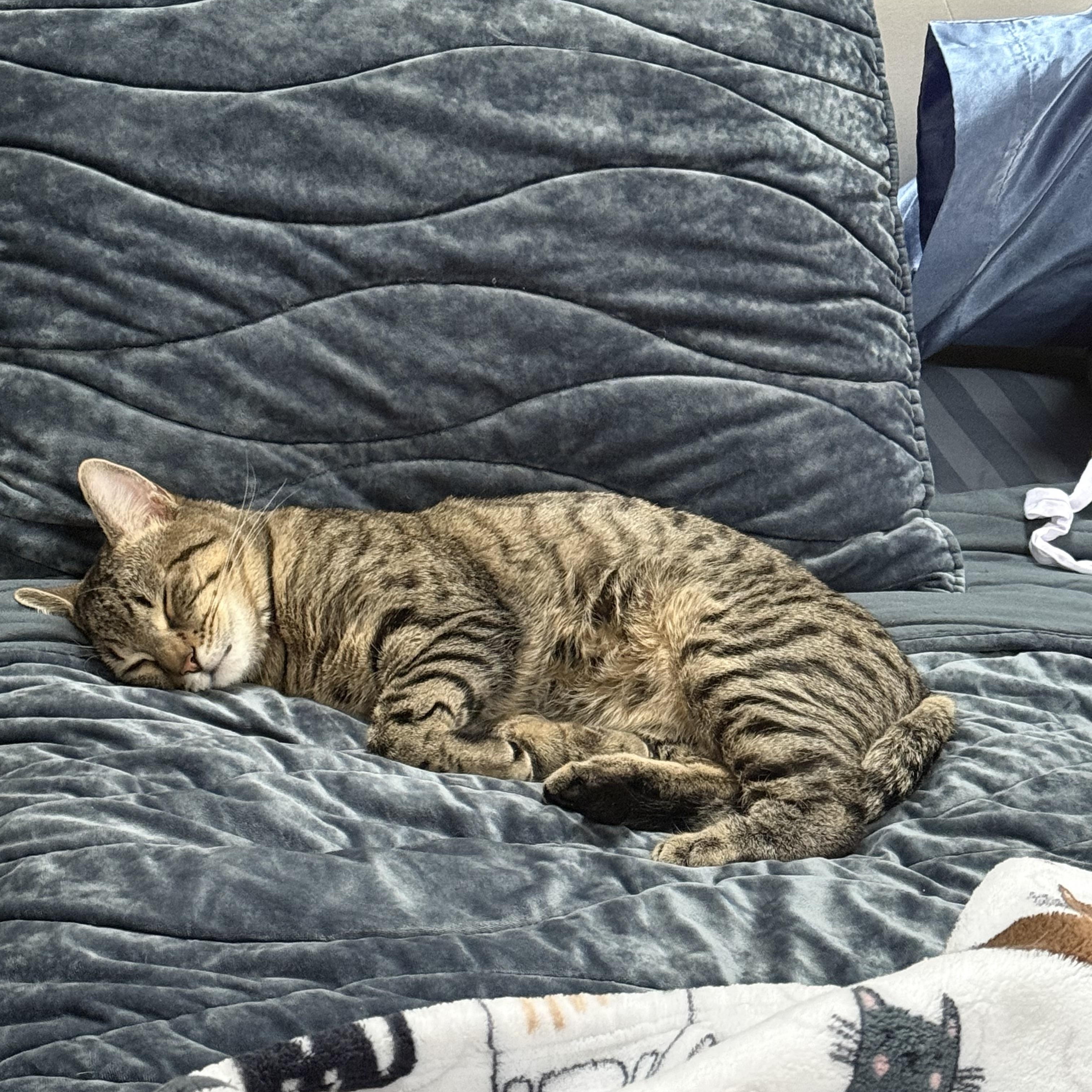 Enlarge Ramon, a ADOPTABLE Tabby in Wanaque, NJ image 6/6