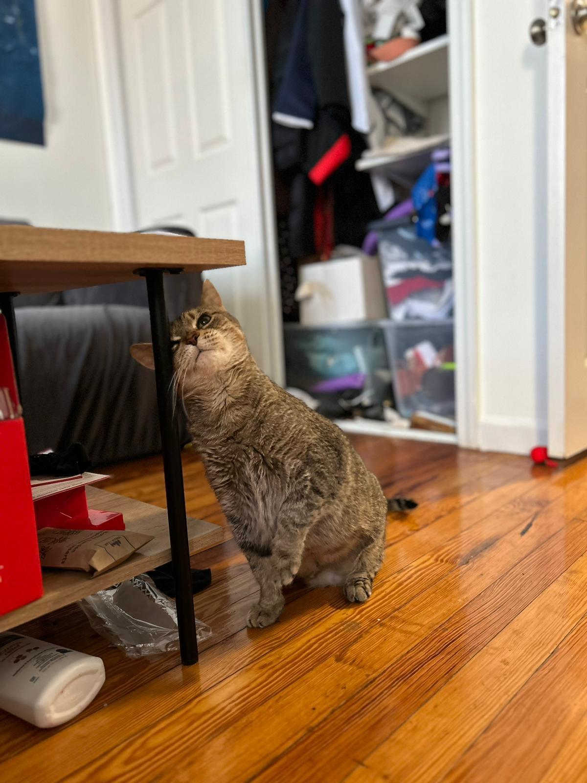 Enlarge Miracle, a Adoptable Domestic Short Hair in Jersey City, NJ image 1/6