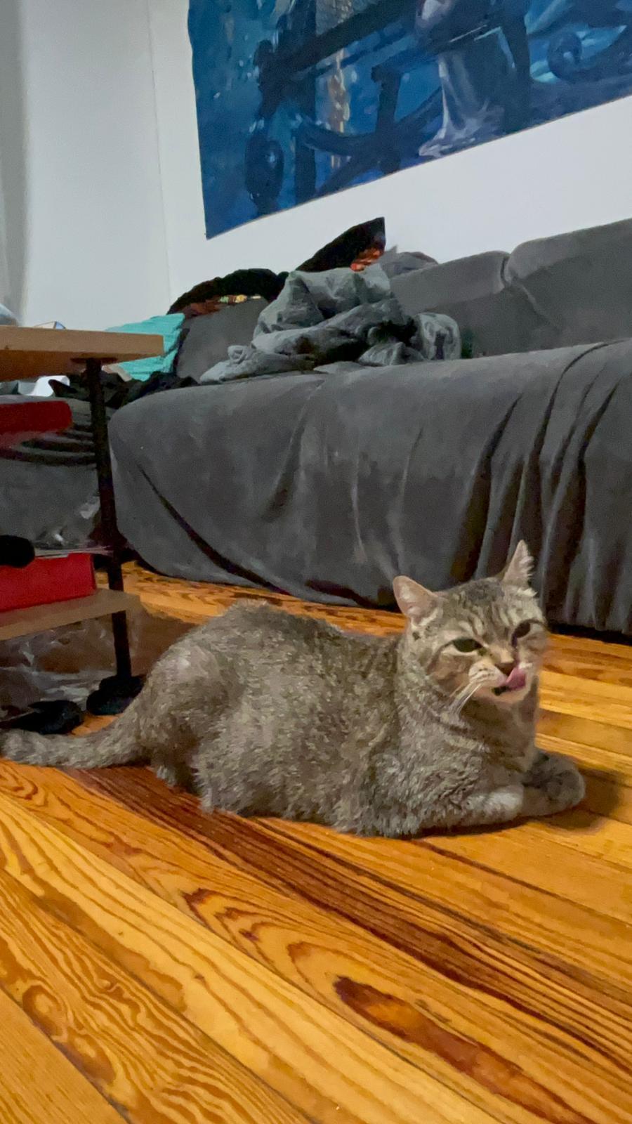 Enlarge Miracle, a Adoptable Domestic Short Hair in Jersey City, NJ image 2/6