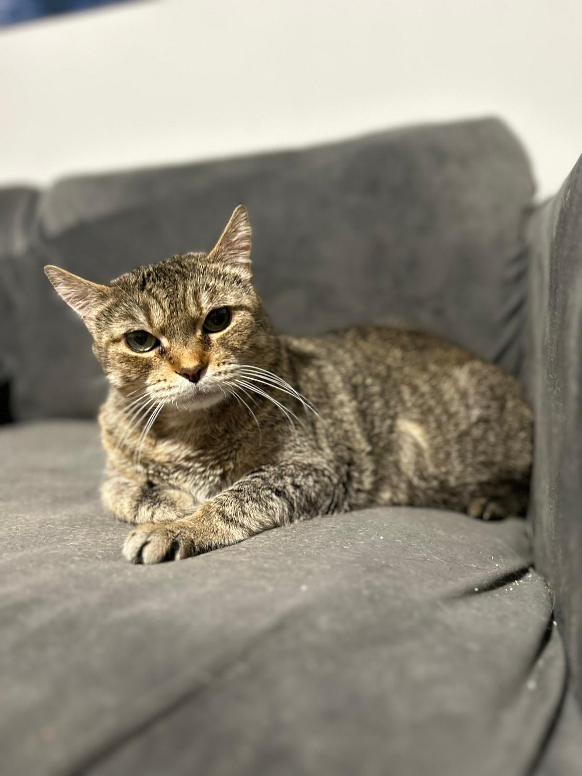 Enlarge Miracle, a Adoptable Domestic Short Hair in Jersey City, NJ image 3/6