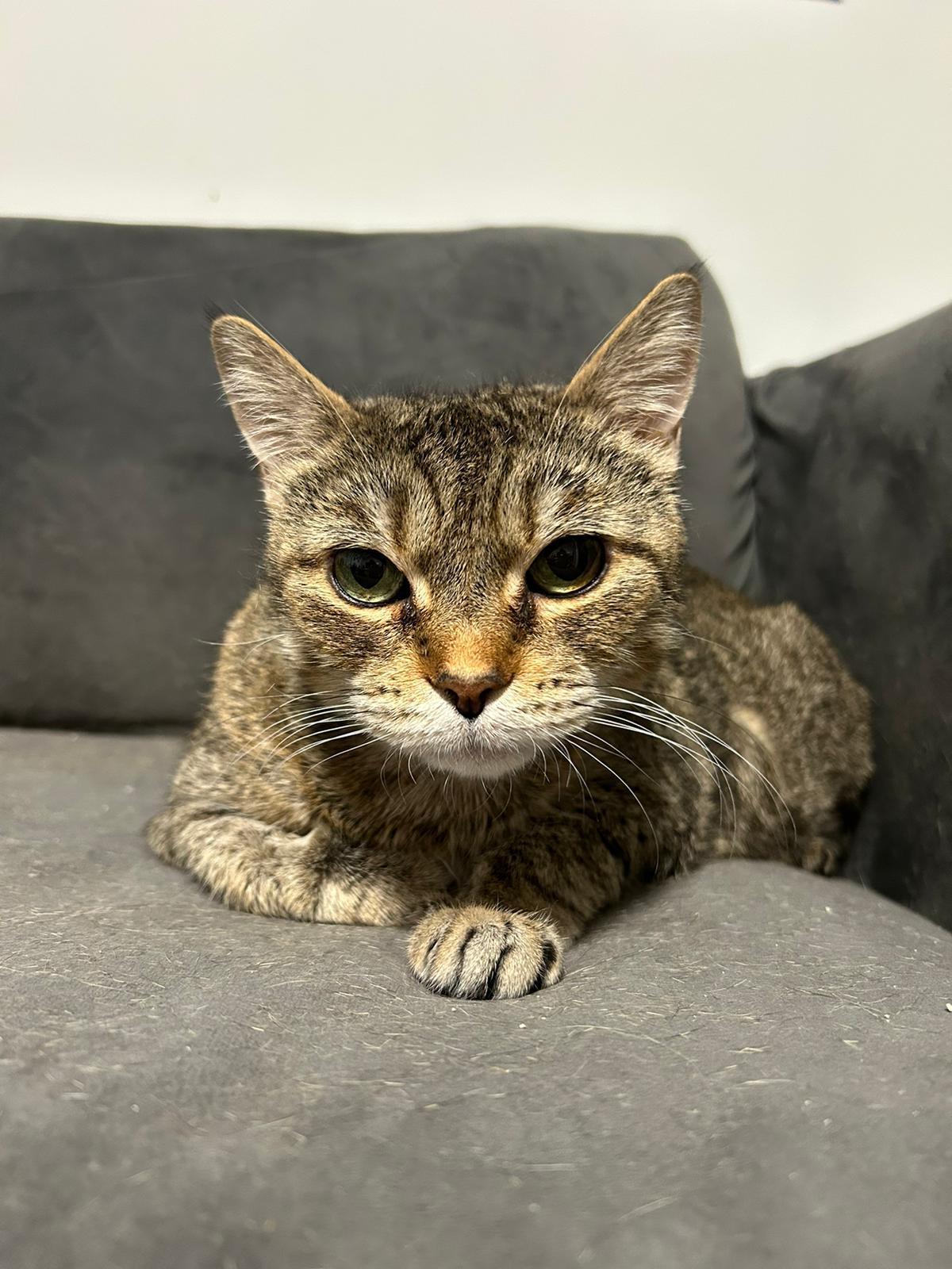 Enlarge Miracle, a Adoptable Domestic Short Hair in Jersey City, NJ image 4/6