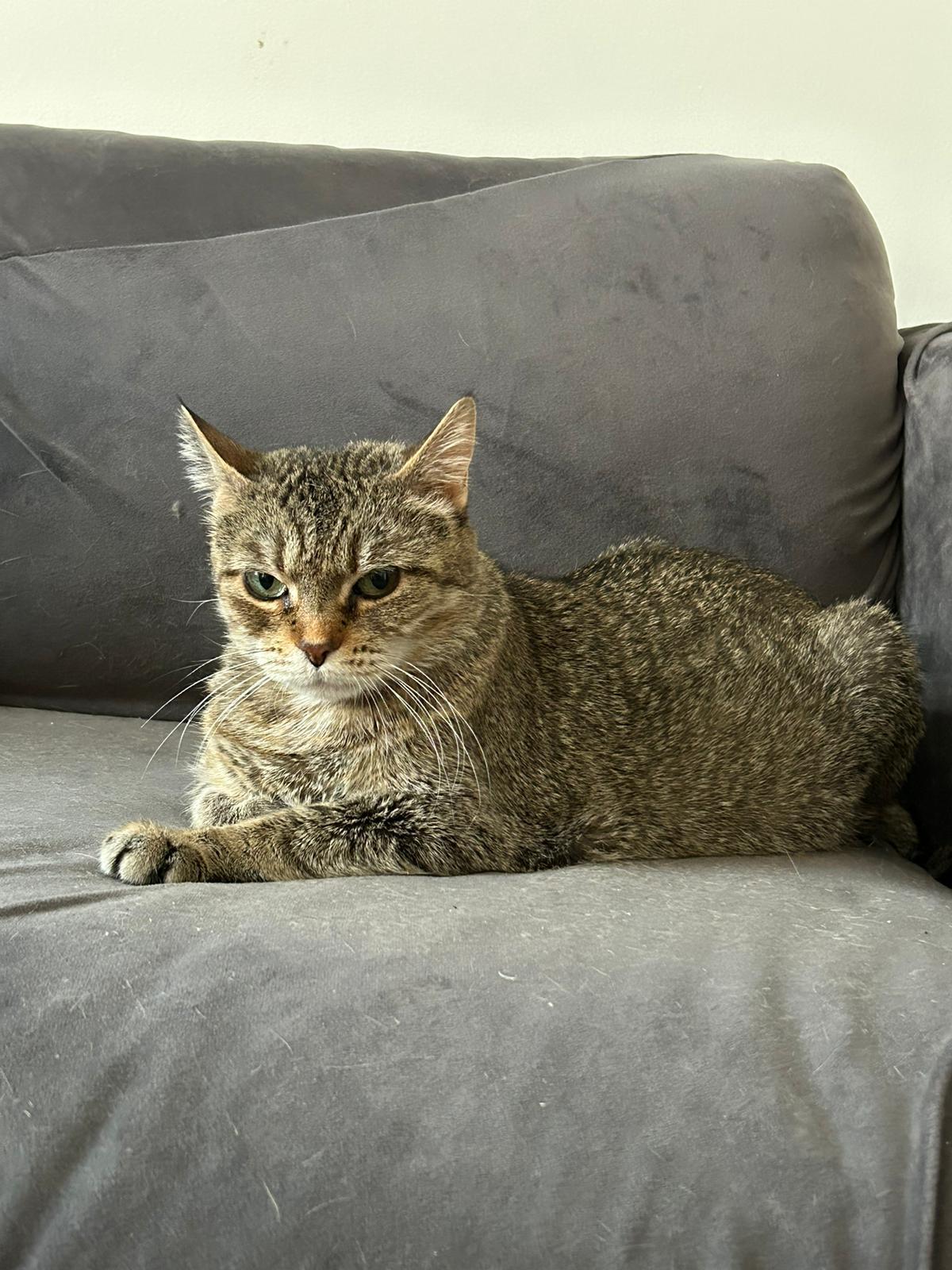 Enlarge Miracle, a Adoptable Domestic Short Hair in Jersey City, NJ image 6/6