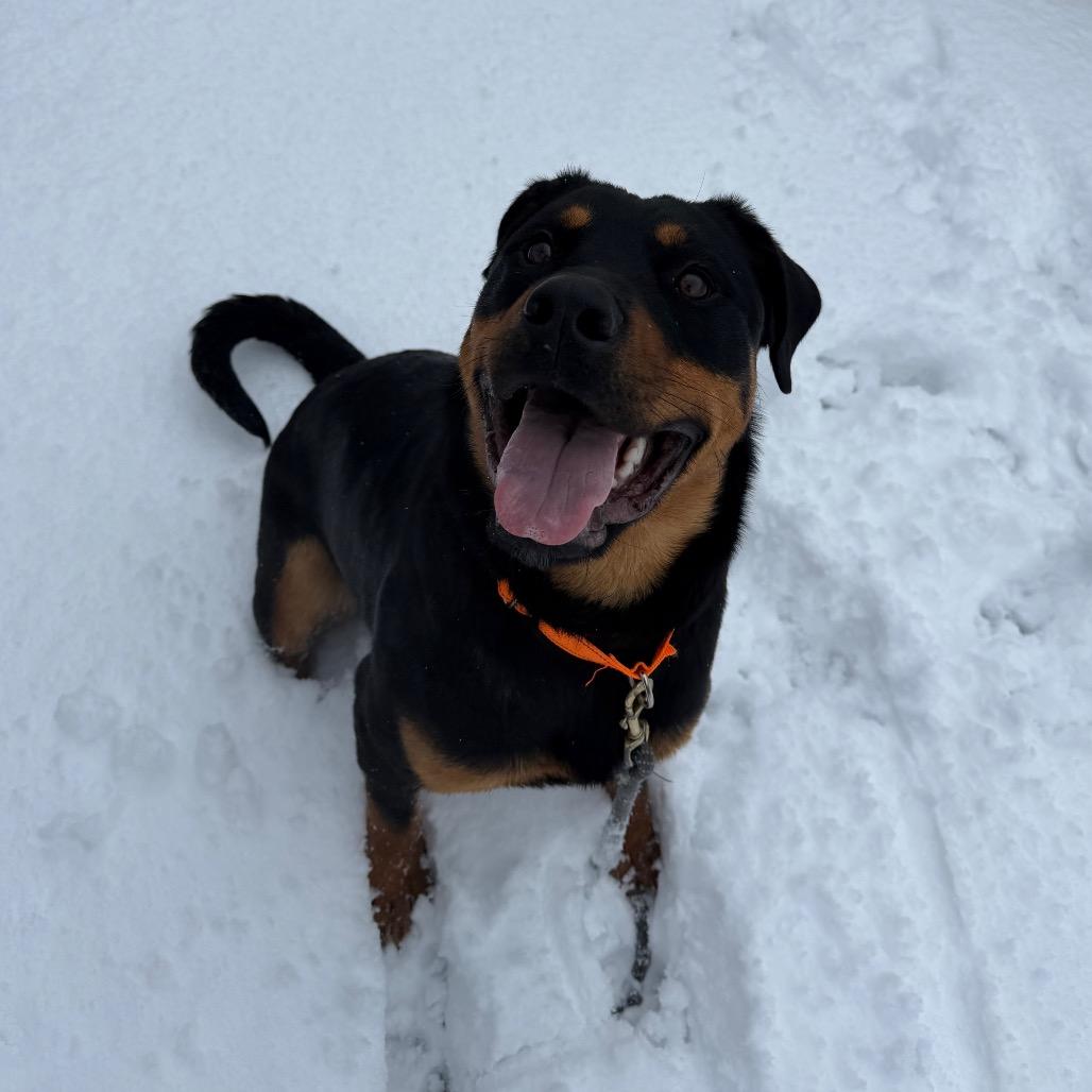 Achilles, Adoptable, Young Male Rottweiler & Mixed Breed.