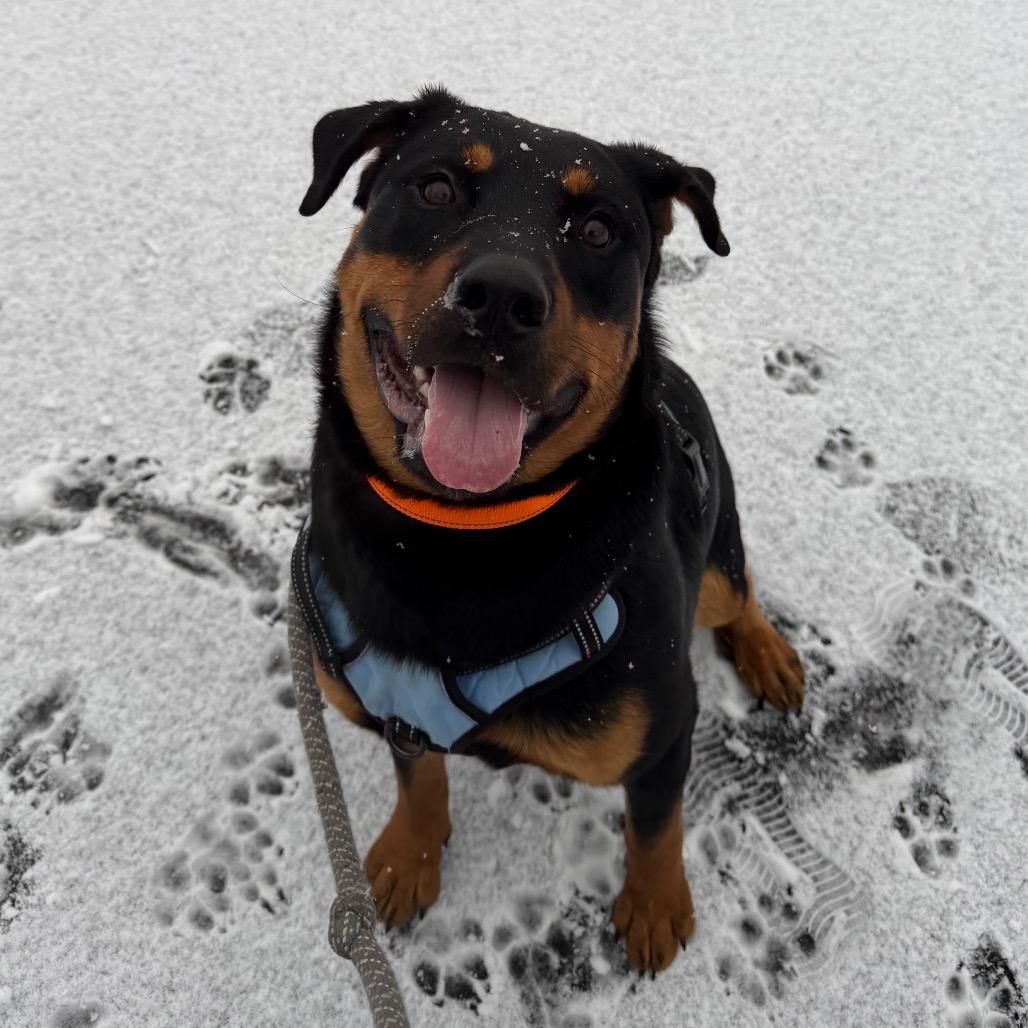 Achilles, Adoptable, Young Male Rottweiler & Mixed Breed.