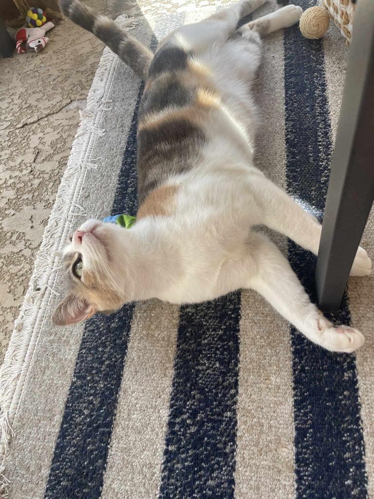 Sydney (Patti Cakes), a Adoptable British Shorthair in Lewisville, TX image 1/6