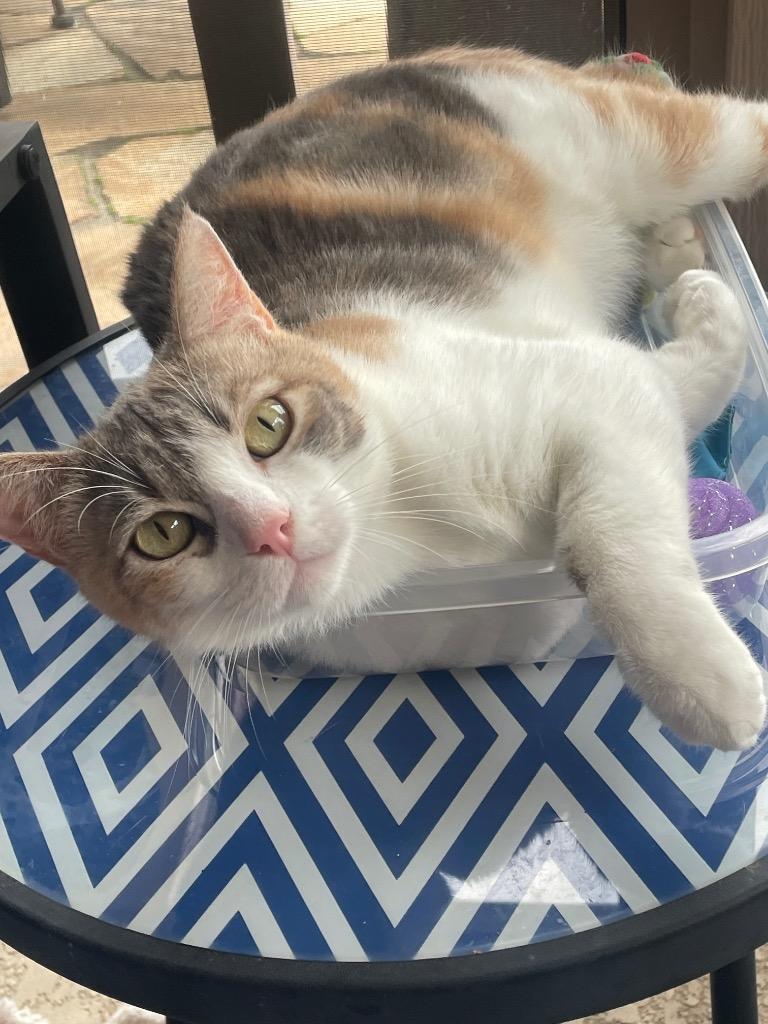 Sydney (Patti Cakes), a Adoptable British Shorthair in Lewisville, TX image 5/6