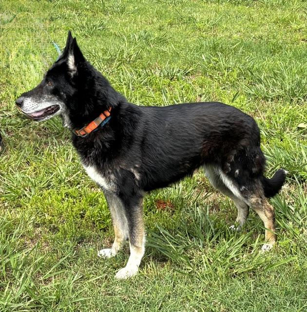 Enlarge Regina, an adopted mixed breed in Gardiner, NY image 4/5