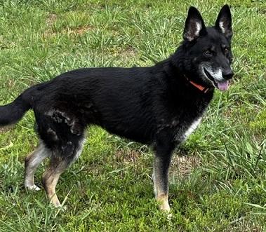 Regina, adopted, Adult Female German Shepherd Dog.