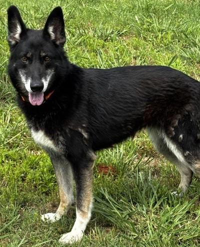 Enlarge Regina, an adopted mixed breed in Gardiner, NY image 2/5