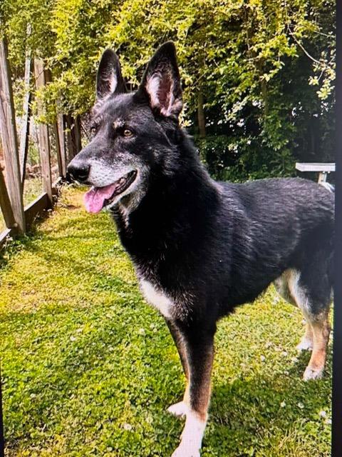 Enlarge Regina, an adopted mixed breed in Gardiner, NY image 5/5