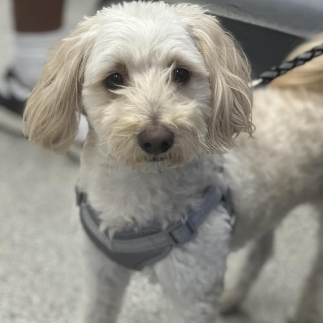 prince, a Adoptable mixed breed in Las Vegas, NV image 1/4