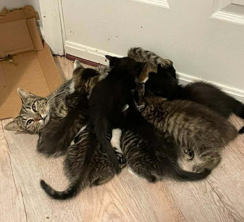 Enlarge Susan, a ADOPTABLE Domestic Short Hair in Lexington, KY image 3/3