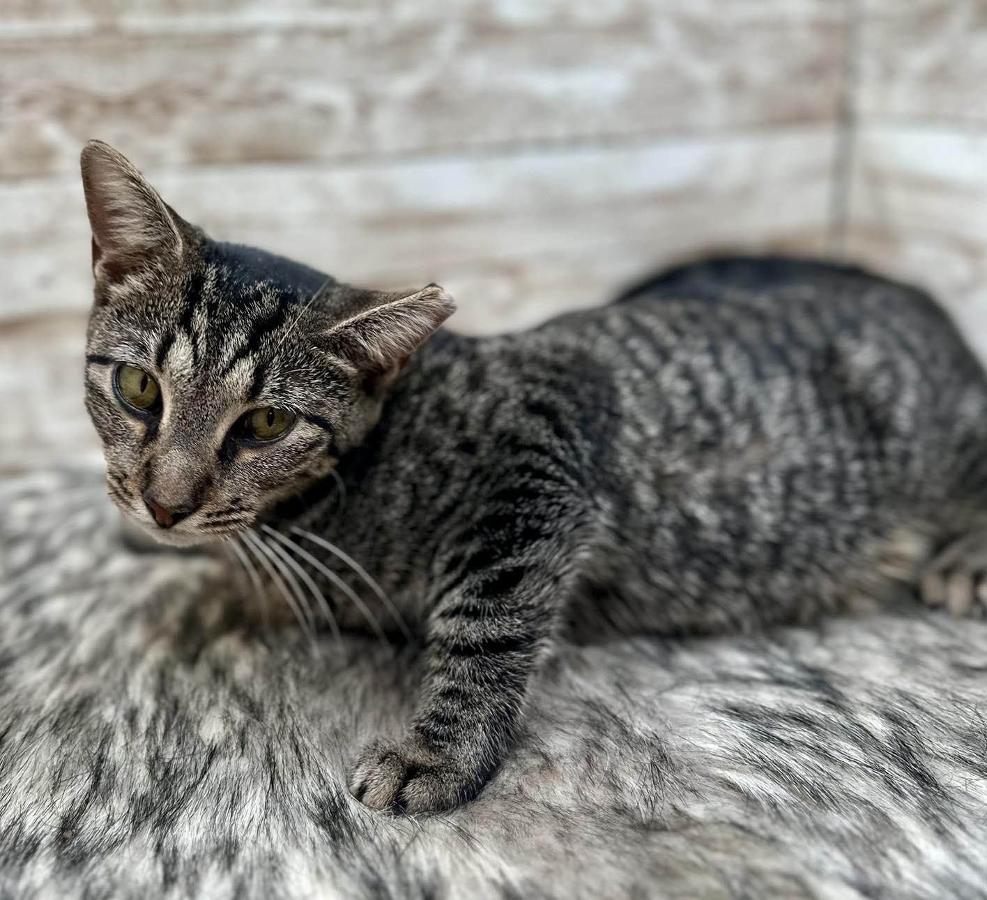 Enlarge Susan, a ADOPTABLE Domestic Short Hair in Lexington, KY image 2/3