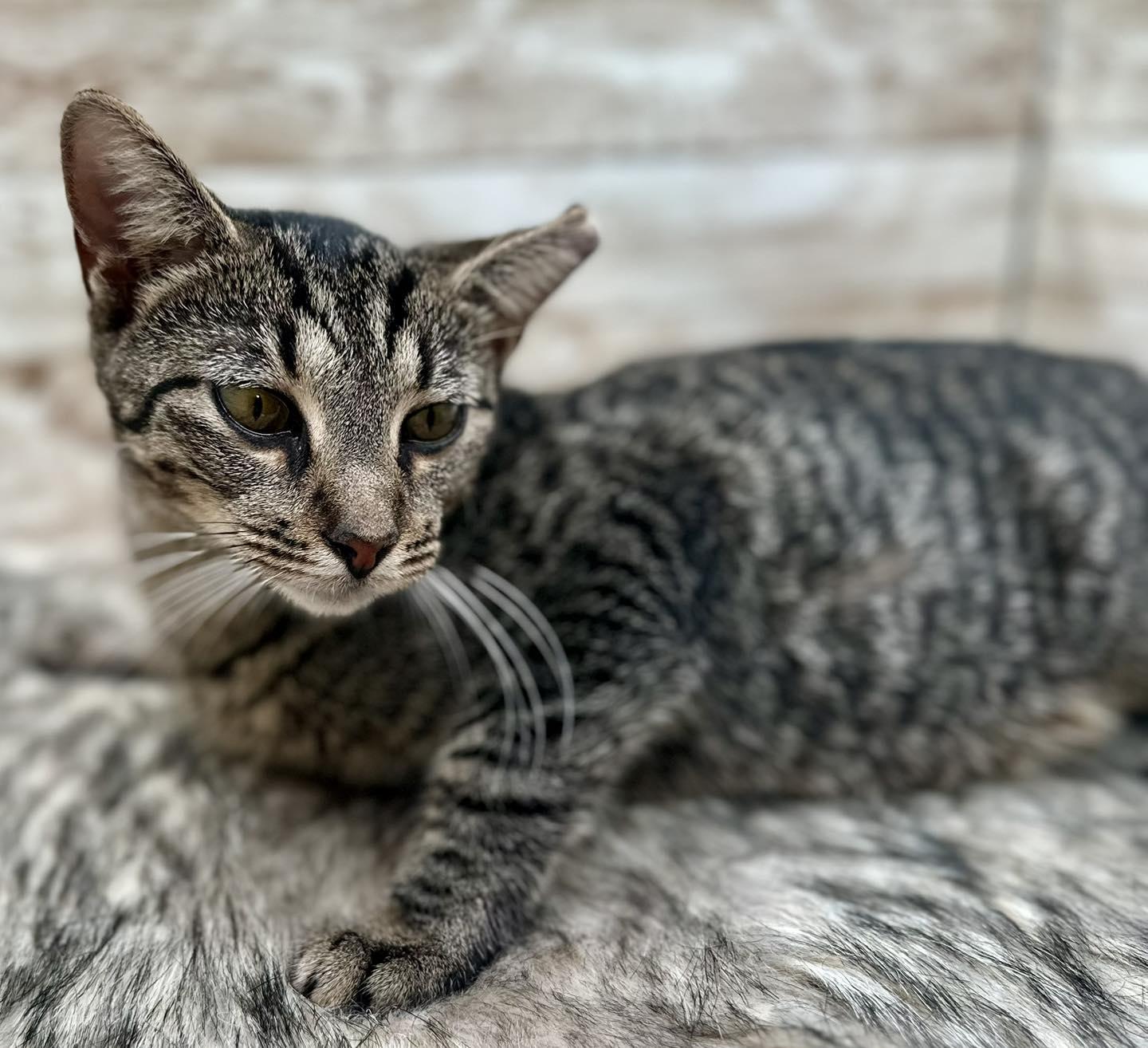 Enlarge Susan, a ADOPTABLE Domestic Short Hair in Lexington, KY image 1/3