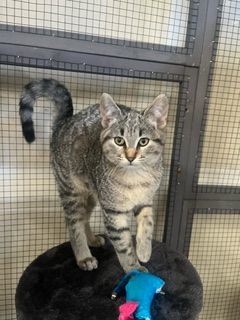 Jack, Adopted, Young Male Tiger.