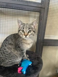 Enlarge Jack, a Adopted mixed breed in Reno, NV image 2/2