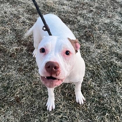 Snowball, ADOPTABLE, Young Female Mixed Breed.