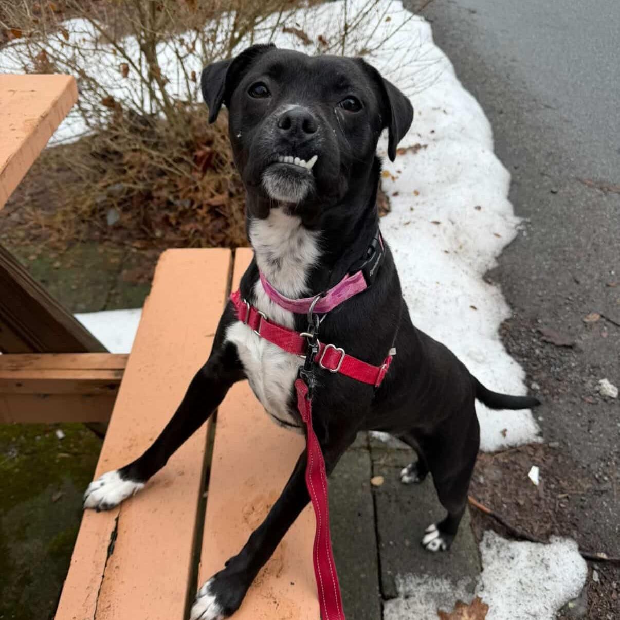 Enlarge Keziah, a ADOPTABLE mixed breed in Beacon, NY image 5/6