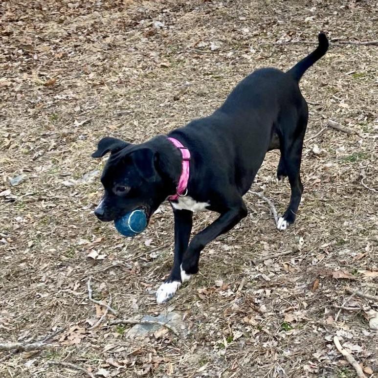 Enlarge Keziah, a ADOPTABLE mixed breed in Beacon, NY image 3/6