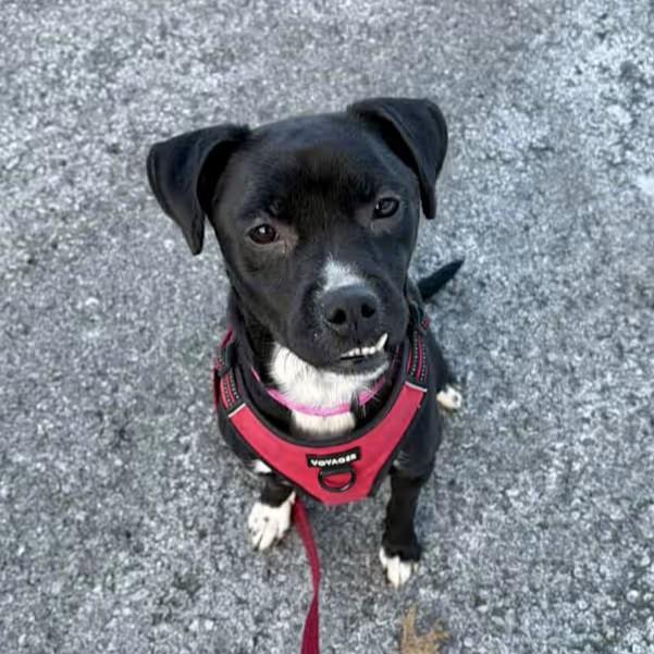 Enlarge Keziah, a ADOPTABLE mixed breed in Beacon, NY image 2/6