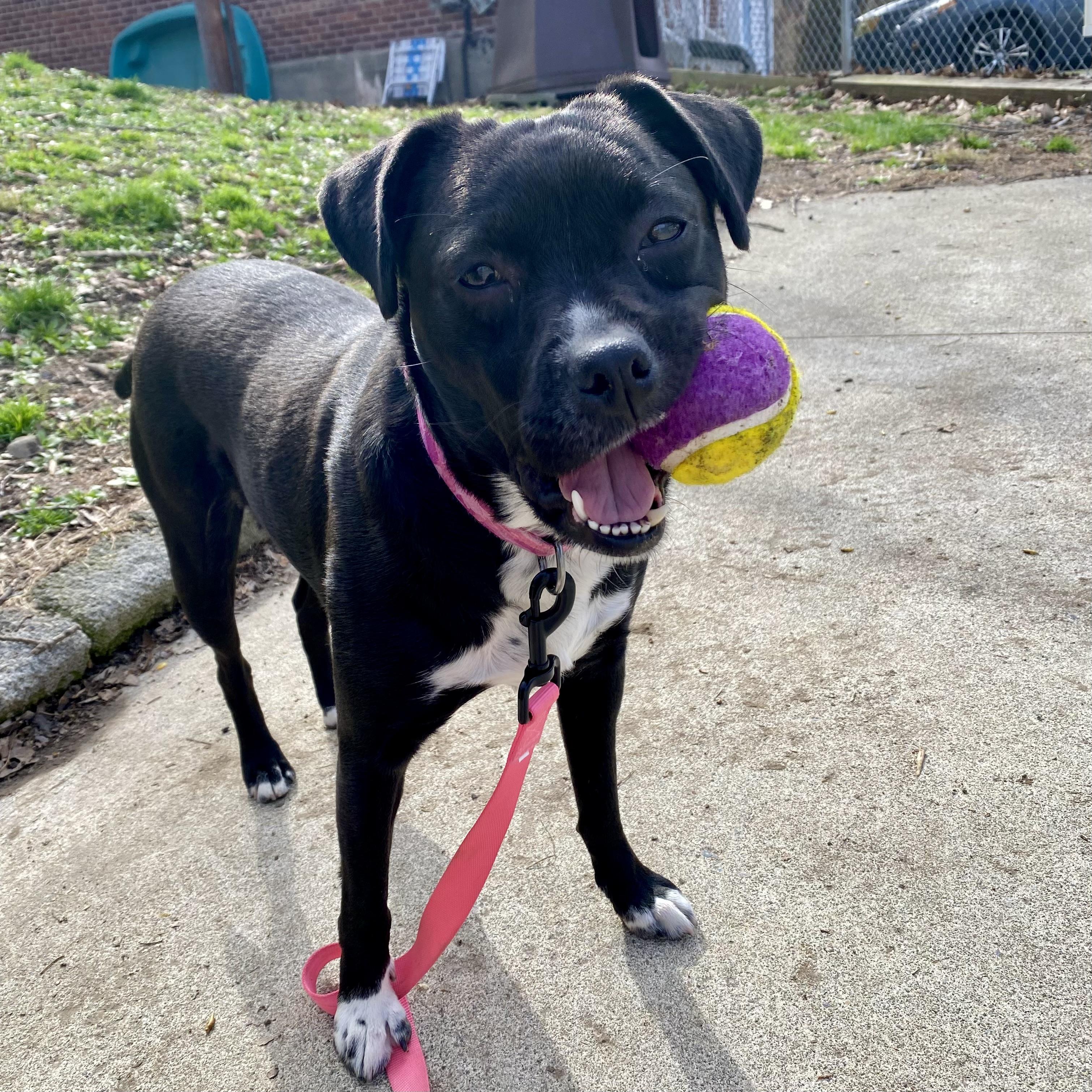 Enlarge Keziah, a ADOPTABLE mixed breed in Beacon, NY image 1/6