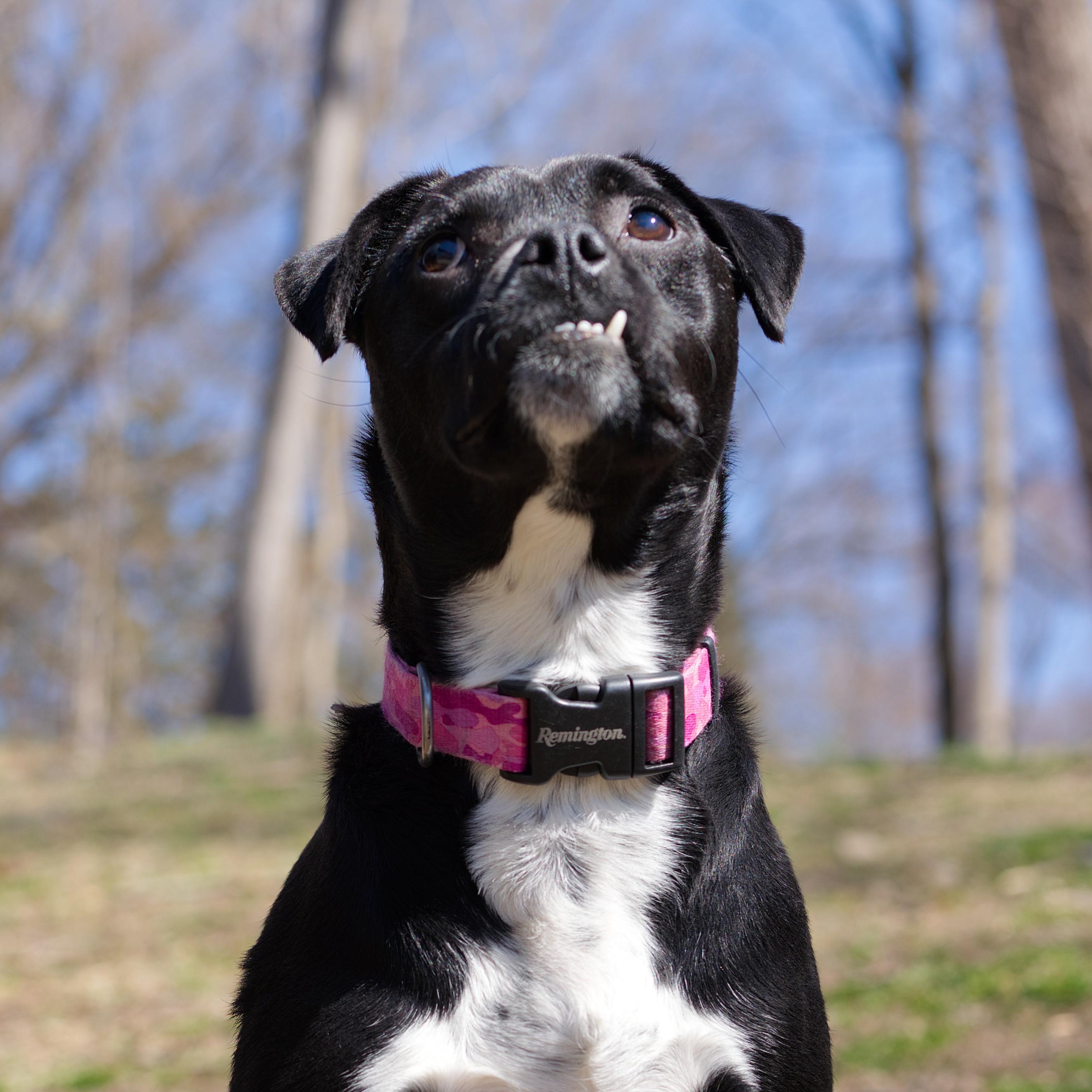 Enlarge Keziah, a ADOPTABLE mixed breed in Beacon, NY image 6/6