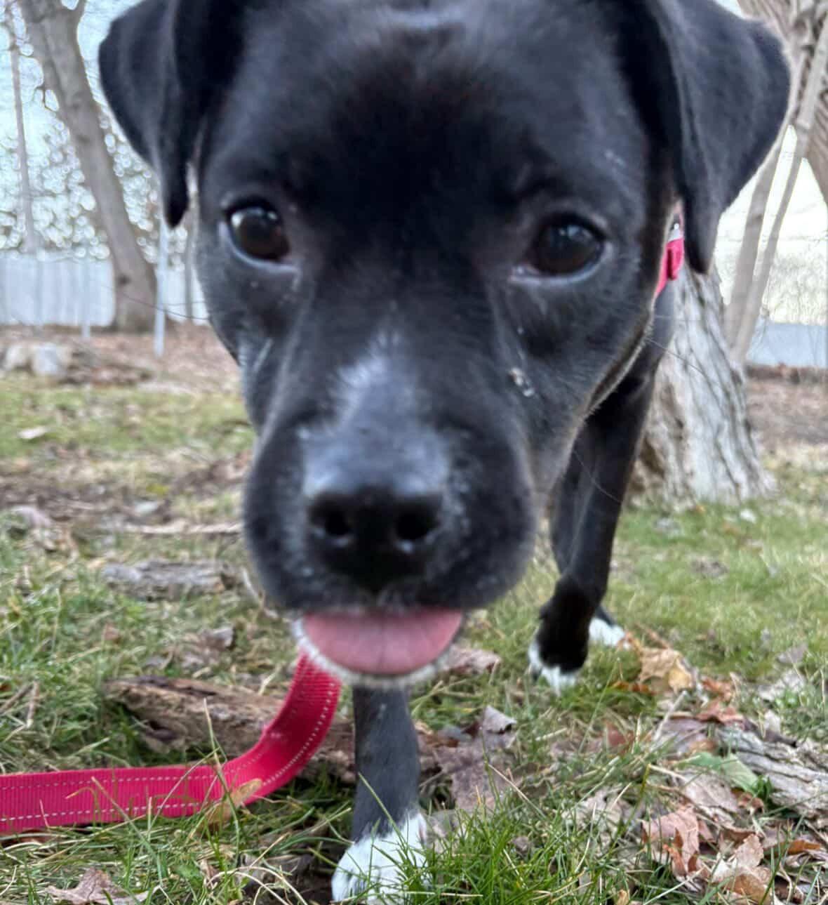 Enlarge Keziah, a ADOPTABLE mixed breed in Beacon, NY image 6/6