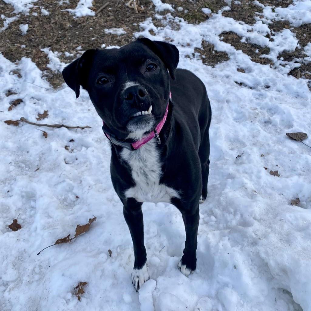 Enlarge Keziah, a ADOPTABLE mixed breed in Beacon, NY image 4/6