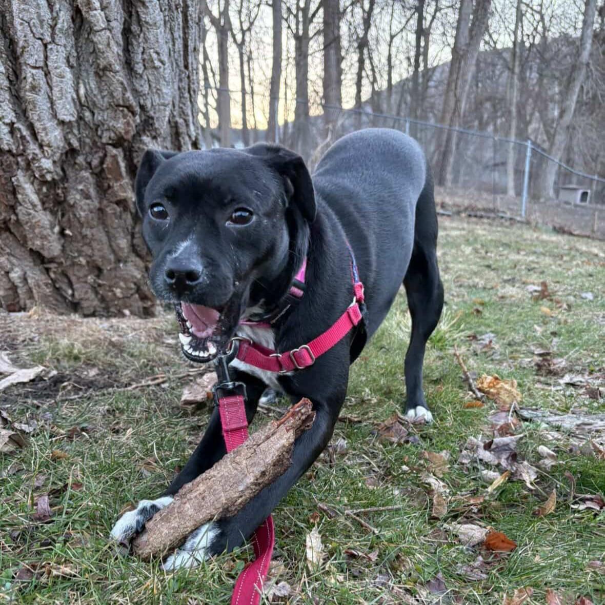 Keziah, ADOPTABLE, Young Female Shih Tzu & Pit Bull Terrier.