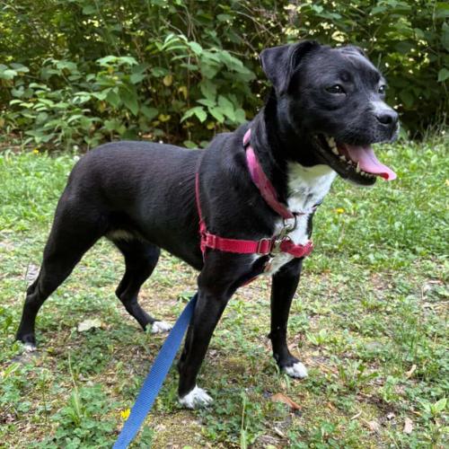 Keziah, ADOPTABLE, Young Female Shih Tzu & Pit Bull Terrier.