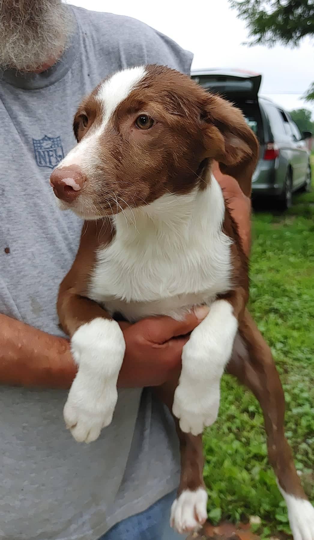 Enlarge Kadence, a Adoptable mixed breed in Poland, IN image 1/3