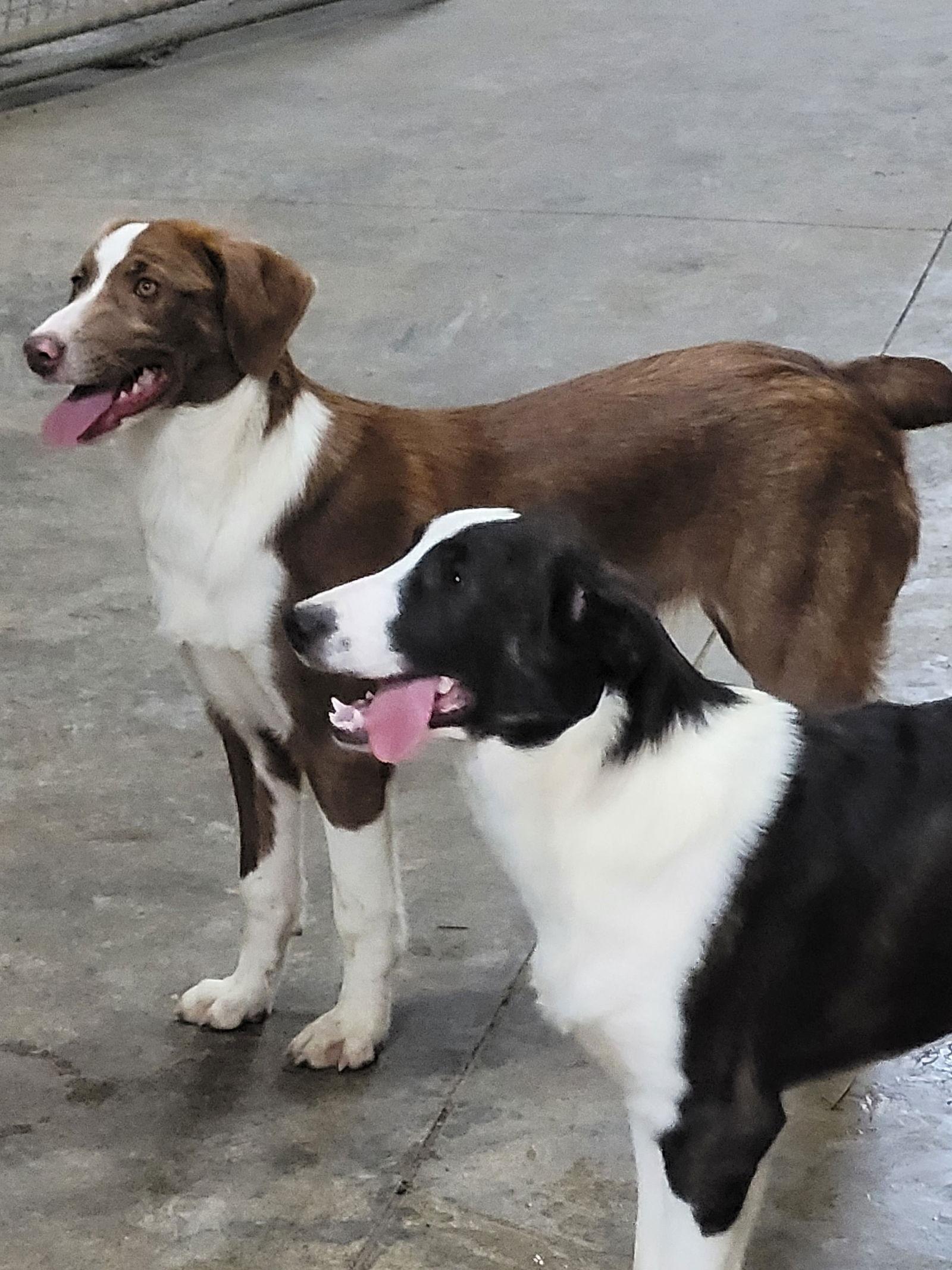 Enlarge Kadence, a Adoptable mixed breed in Poland, IN image 3/3