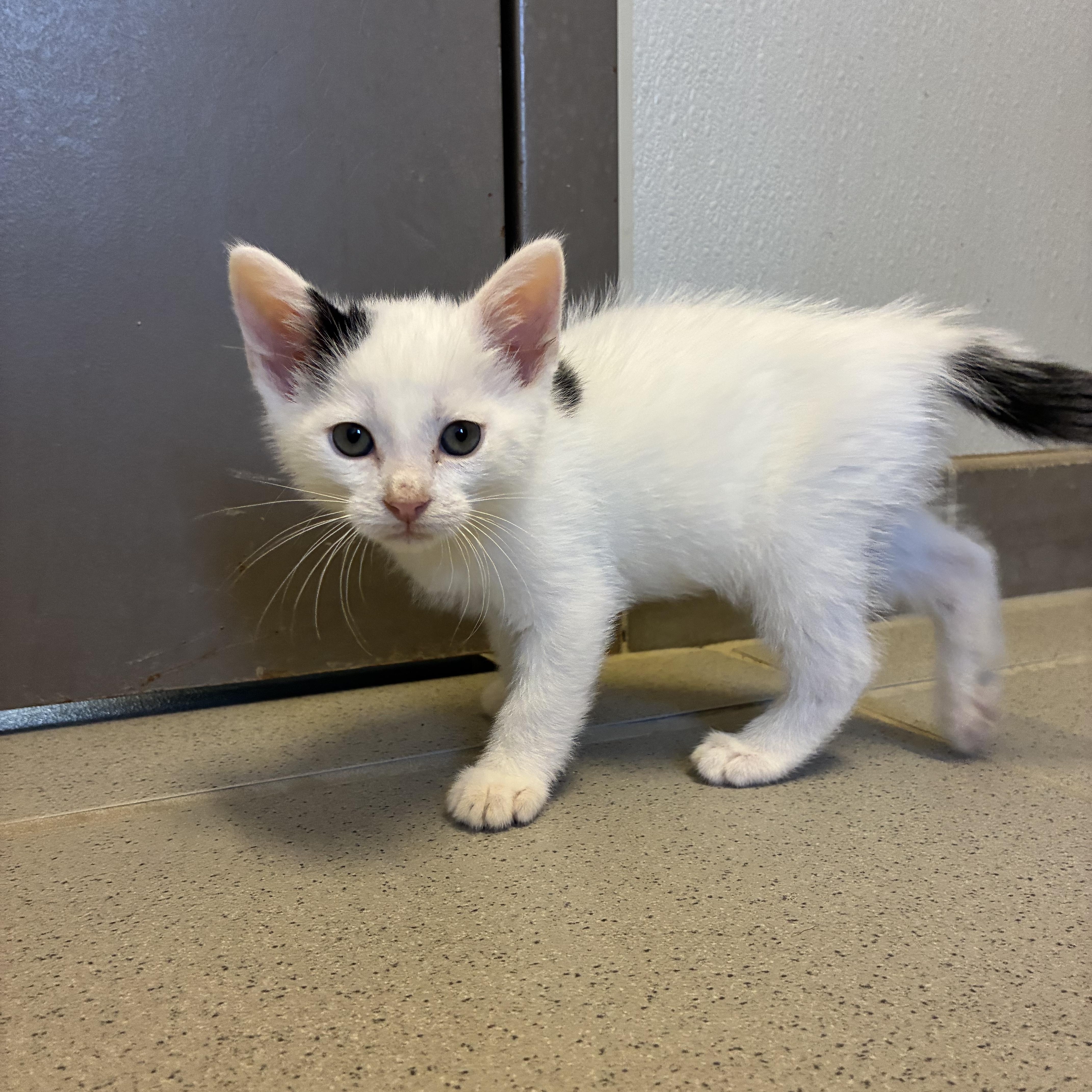Enlarge Hunger Games Kitties, a Adoptable mixed breed in Hays, KS image 4/6