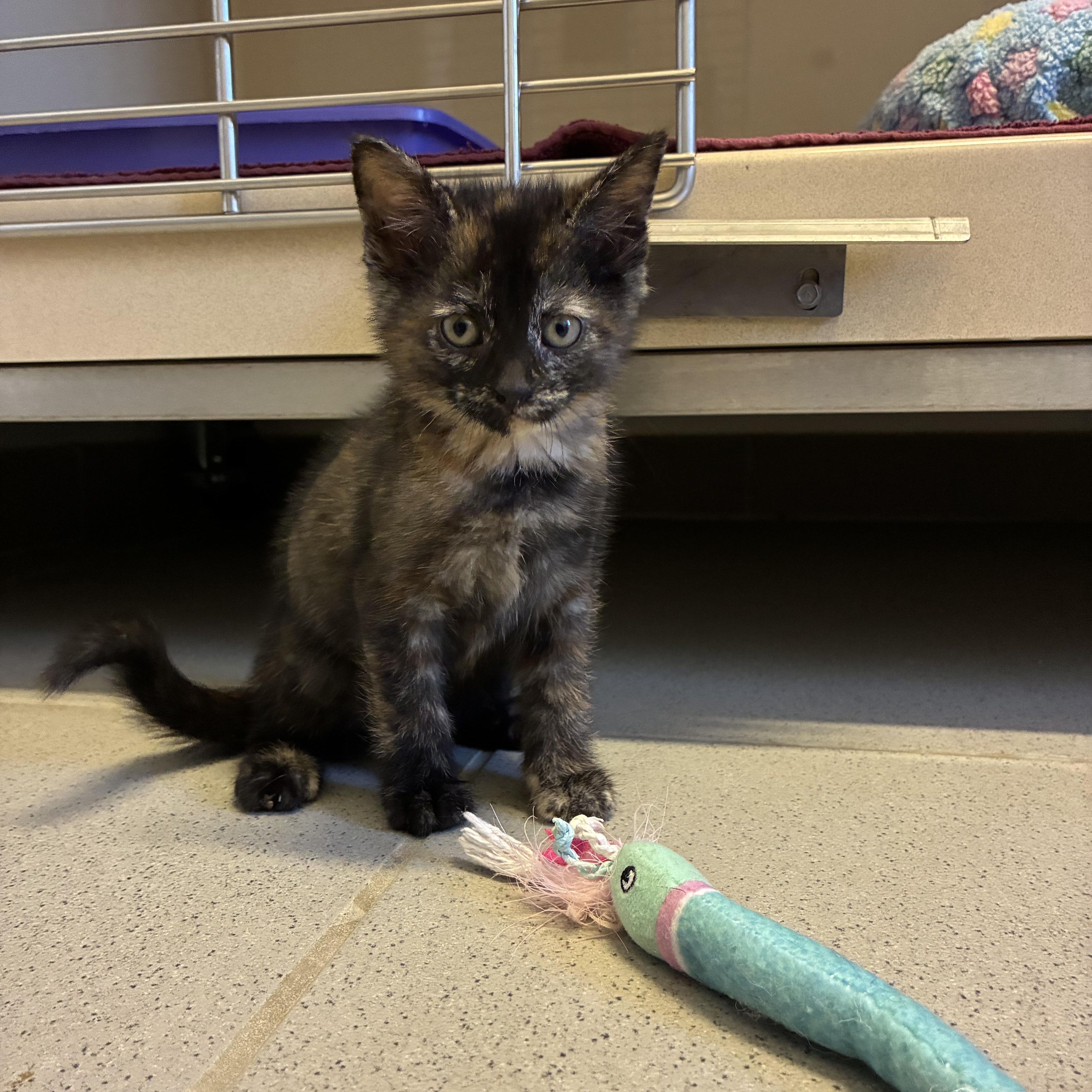 Enlarge Hunger Games Kitties, a Adoptable mixed breed in Hays, KS image 2/6