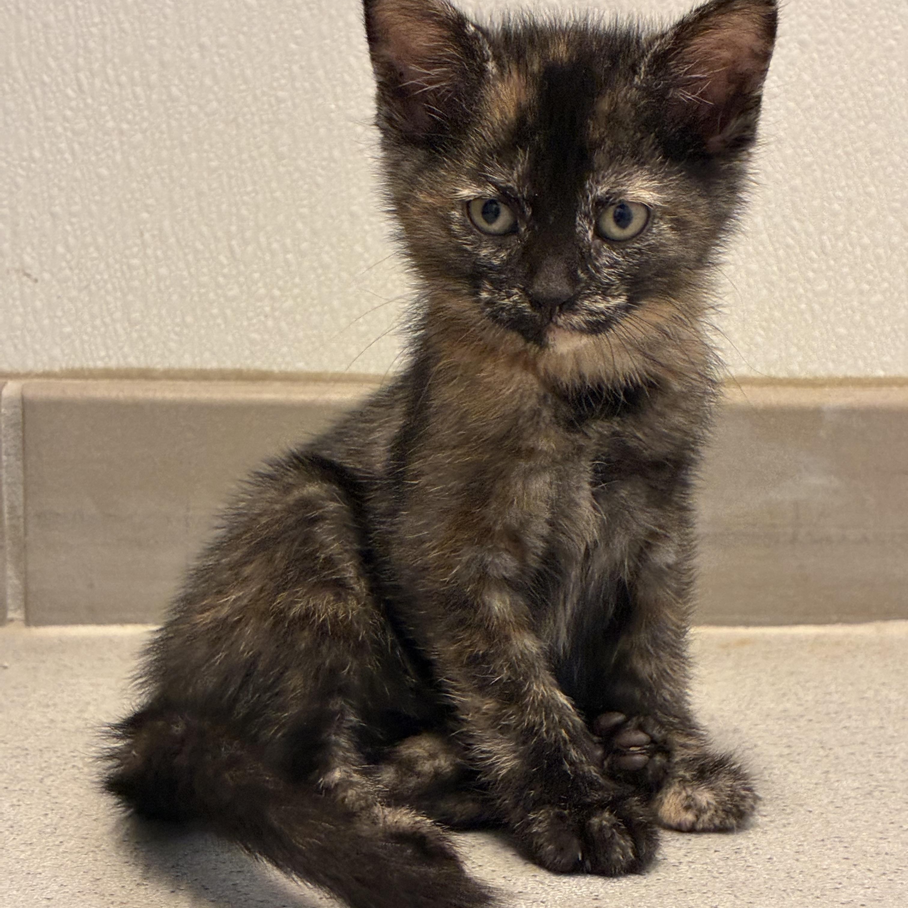 Enlarge Hunger Games Kitties, a Adoptable mixed breed in Hays, KS image 1/6