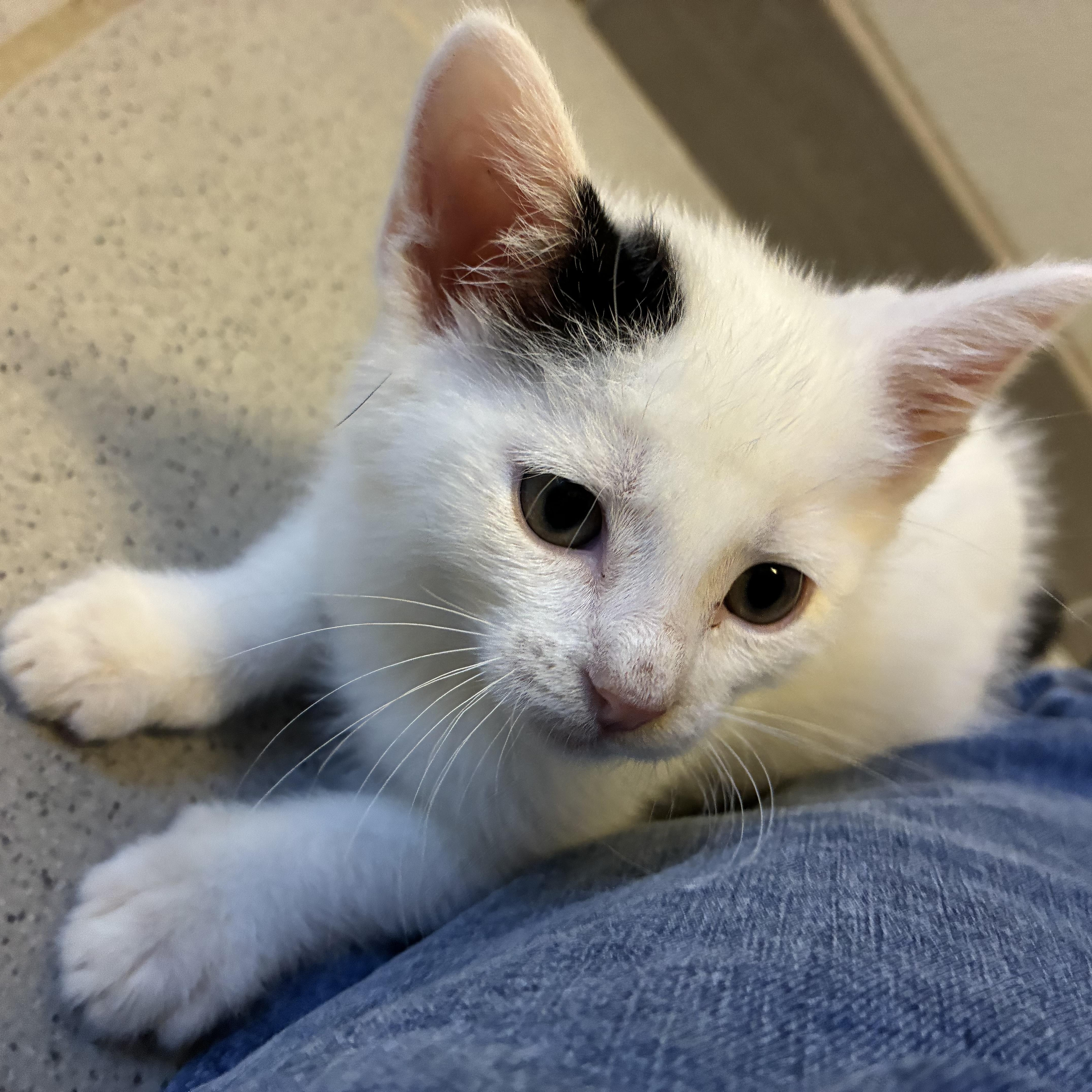 Enlarge Hunger Games Kitties, a Adoptable mixed breed in Hays, KS image 3/6