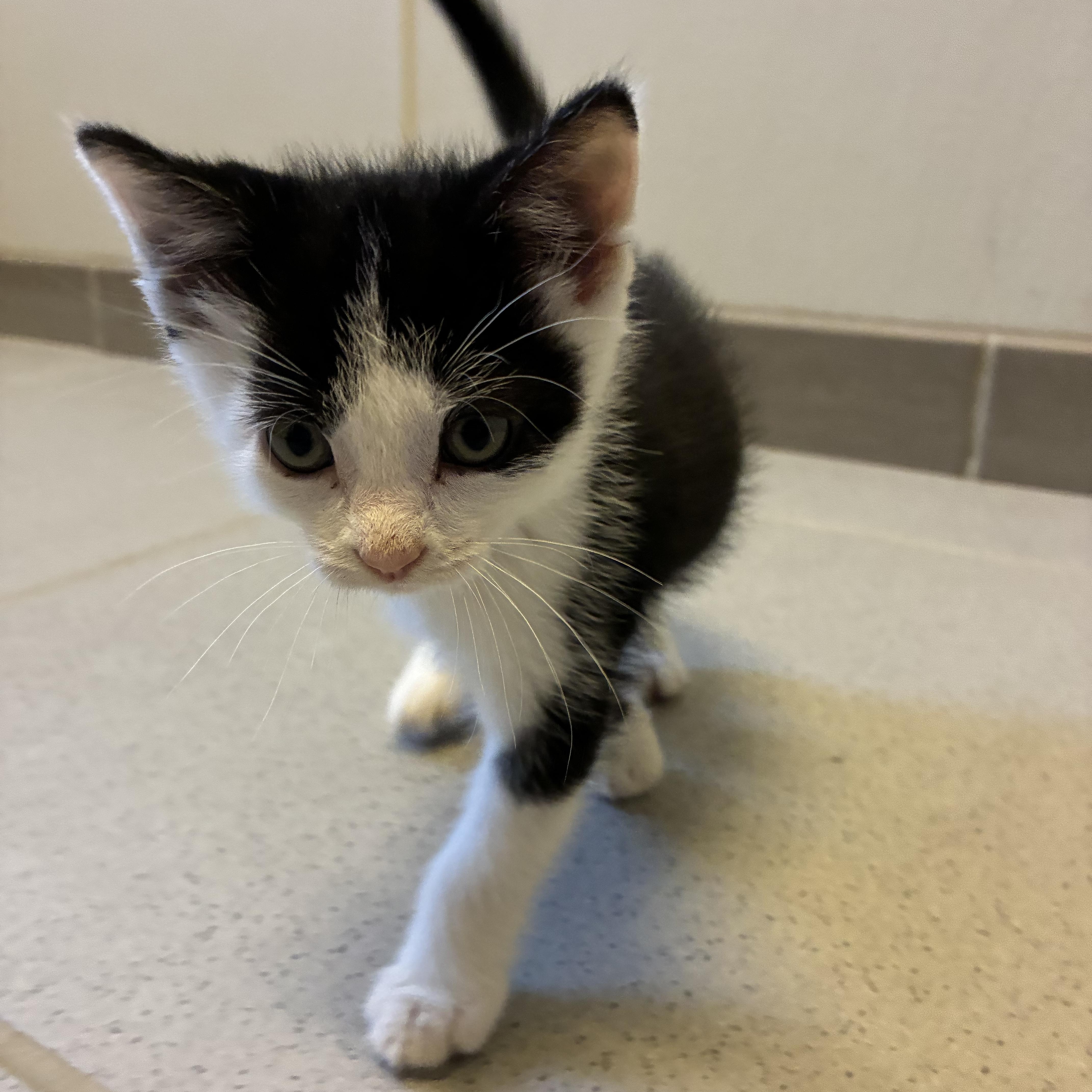 Enlarge Hunger Games Kitties, a Adoptable mixed breed in Hays, KS image 6/6