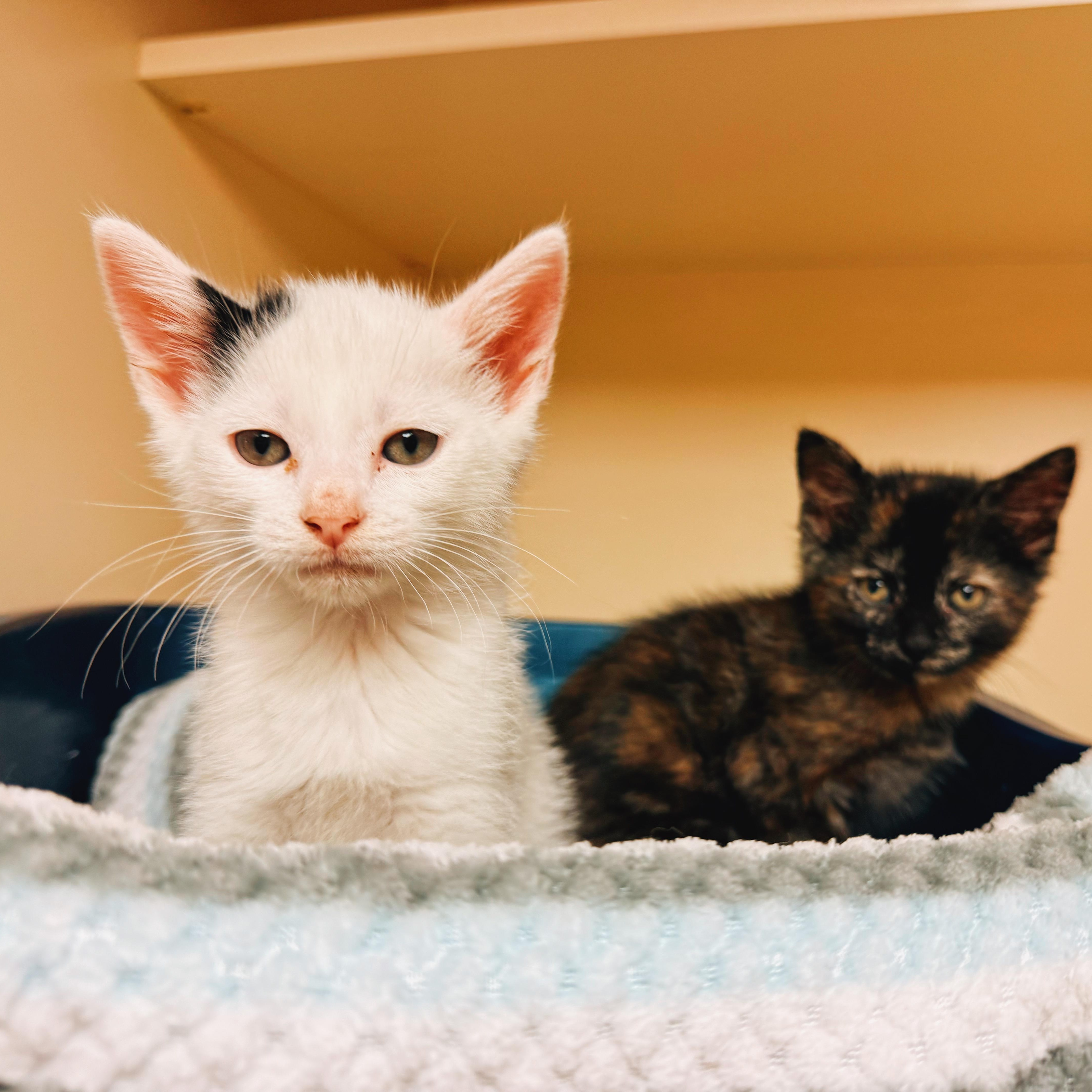 Hunger Games Kitties, Adoptable, Young Male Domestic Short Hair.