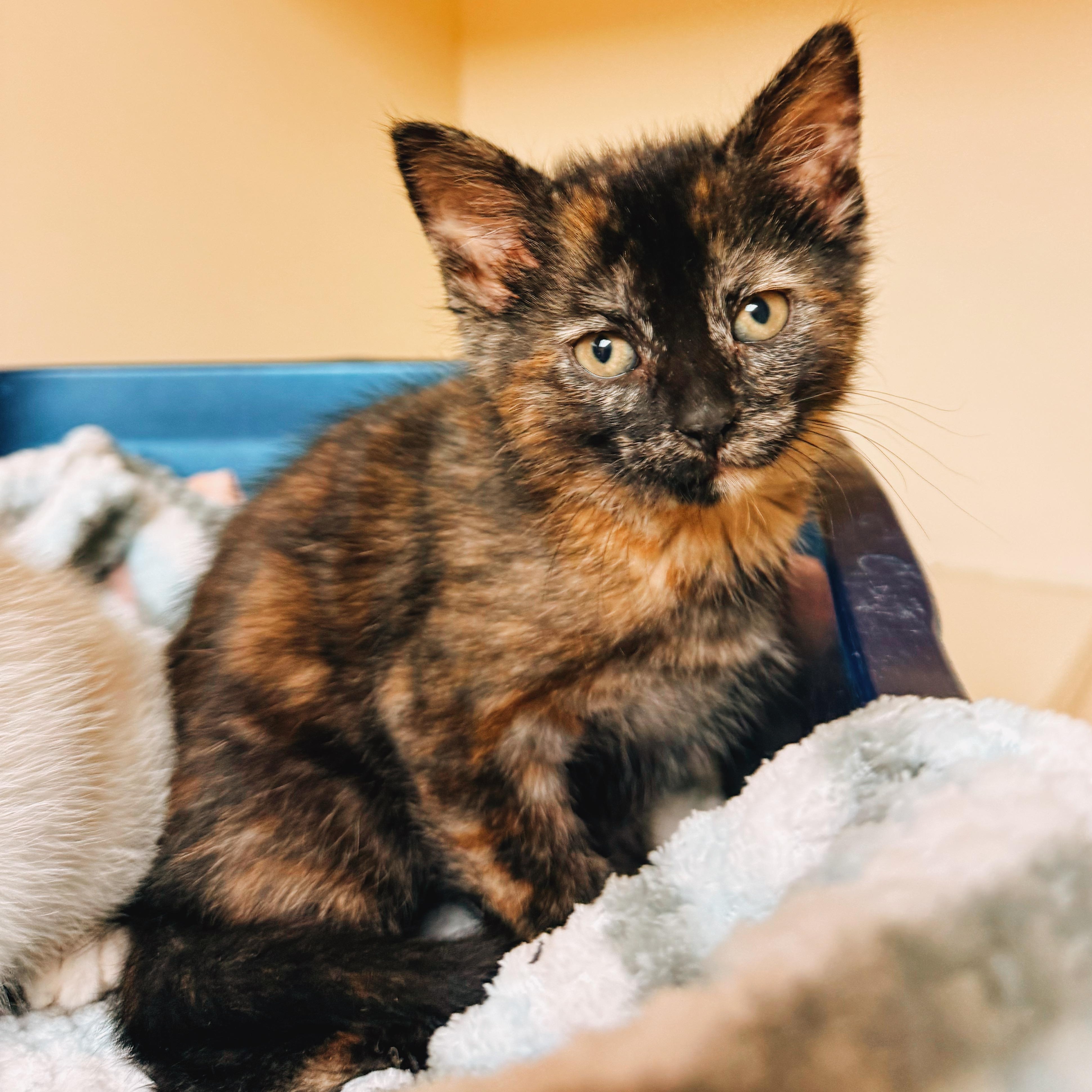 Hunger Games Kitties, Adoptable, Young Female Domestic Short Hair.