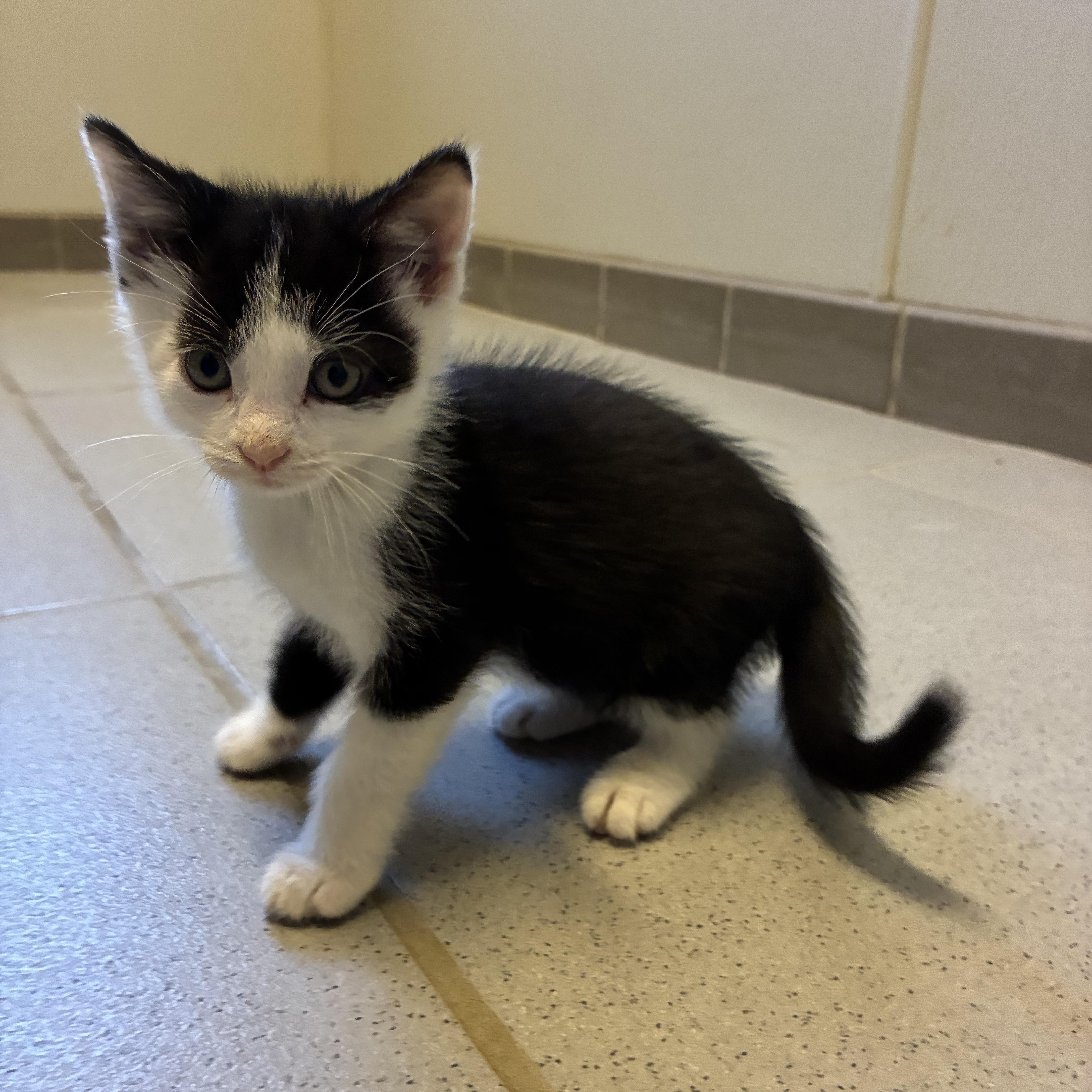 Enlarge Hunger Games Kitties, a Adoptable mixed breed in Hays, KS image 5/6