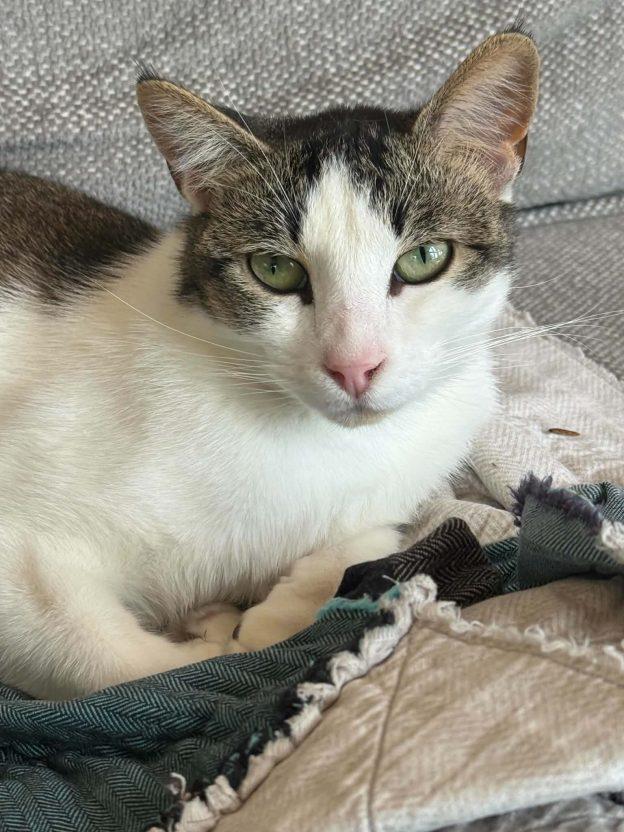 Chihiro, Adoptable, Young Male Domestic Short Hair.