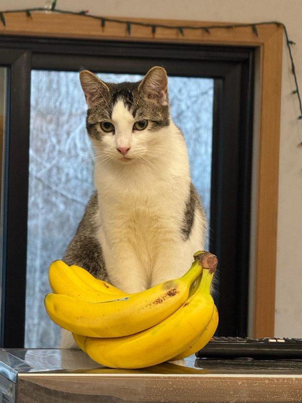 Enlarge Chihiro, a ADOPTABLE Domestic Short Hair in Wasilla, AK image 1/1