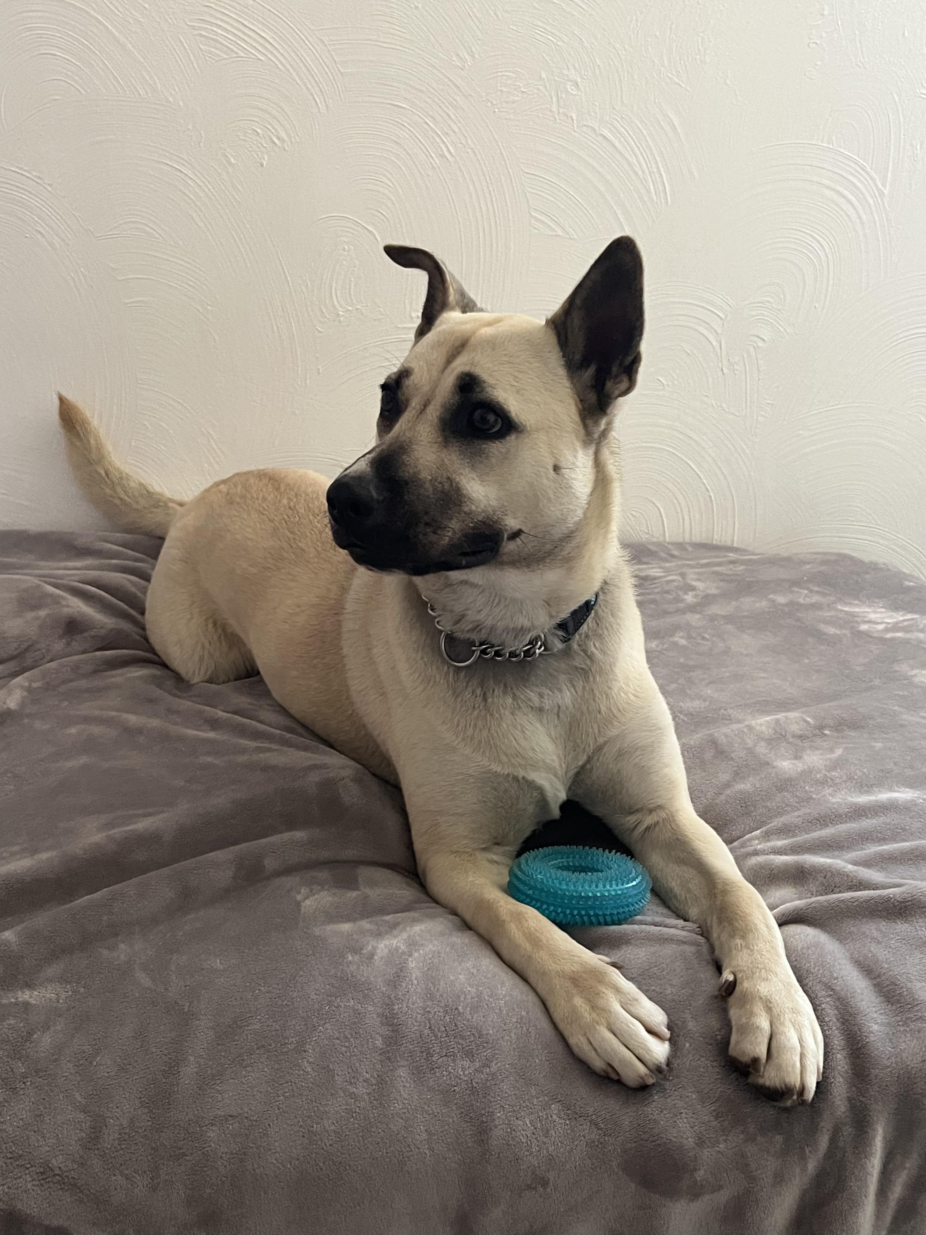 Enlarge Candice, a Adoptable German Shepherd Dog in Murrieta, CA image 1/1