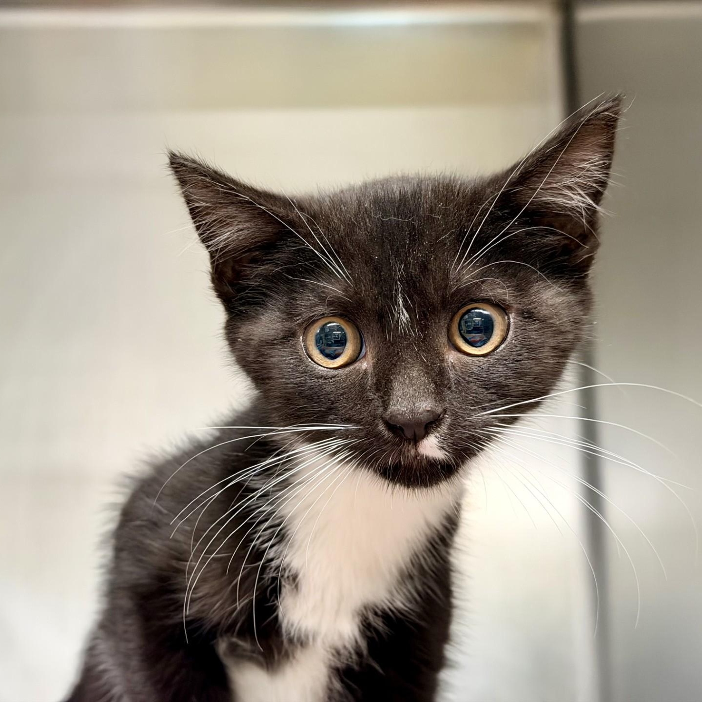 Alice, a ADOPTABLE Domestic Short Hair in Jackson, NJ image 1/2